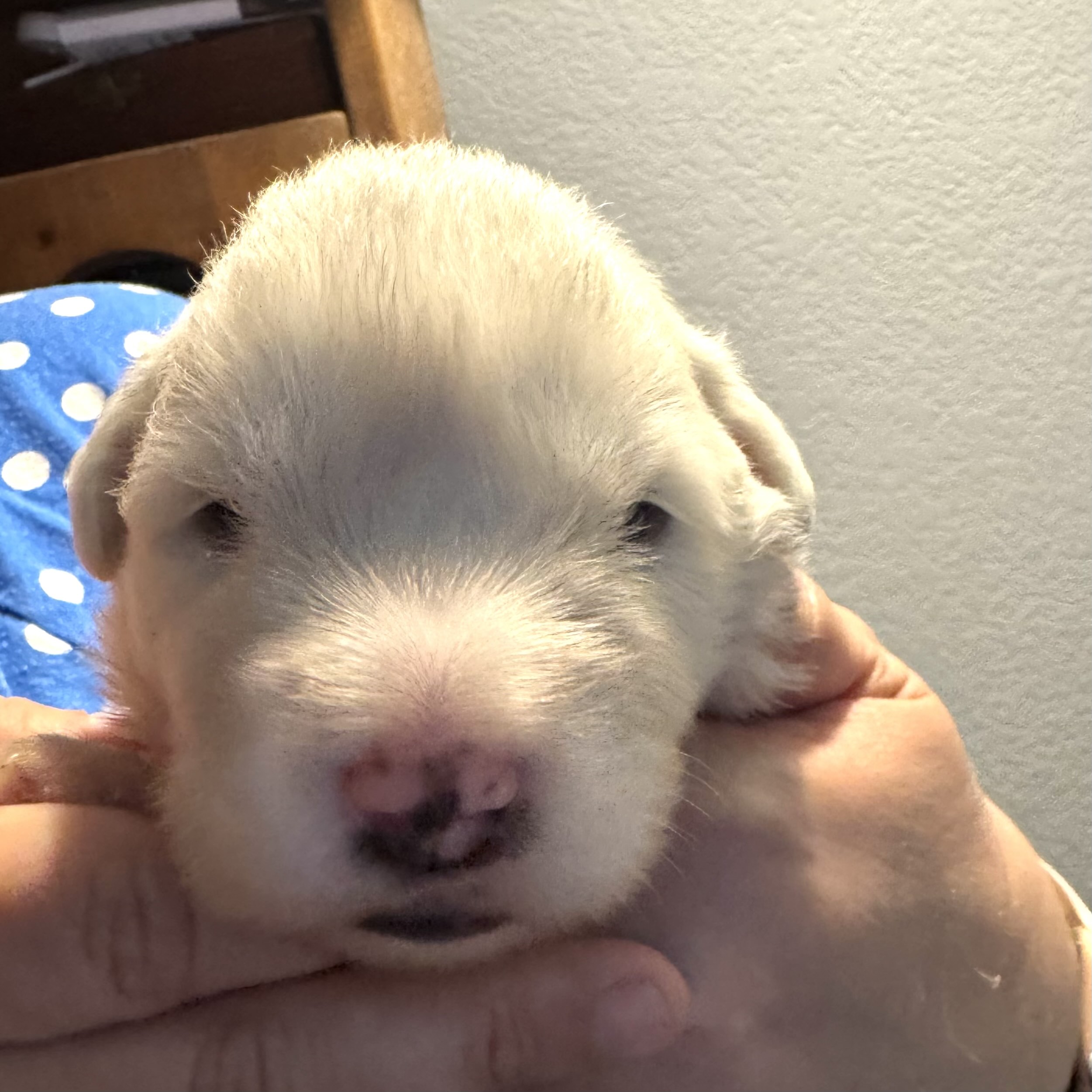 Columbine  of the Wildflower Litter