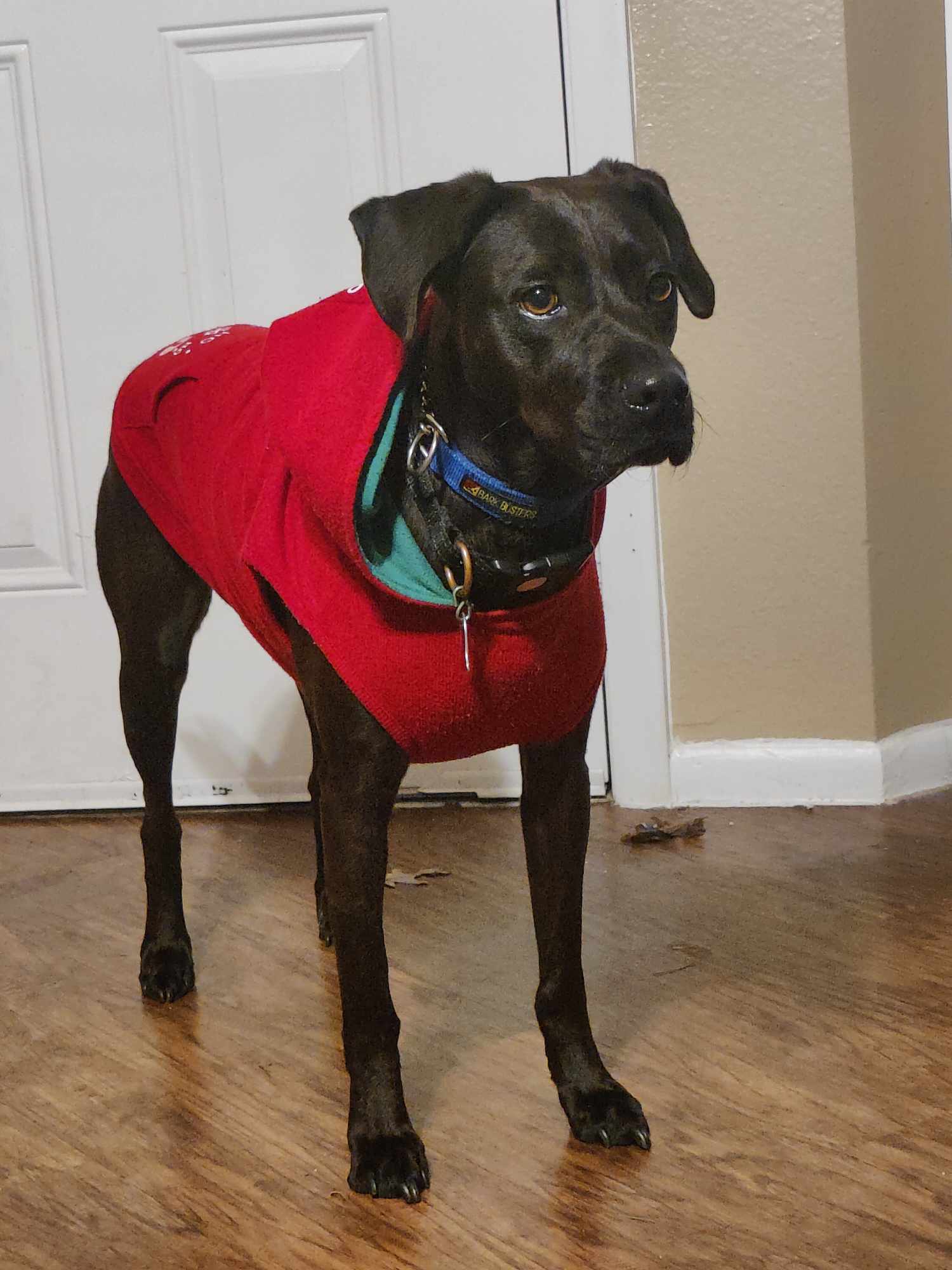 Dixie, photo 4