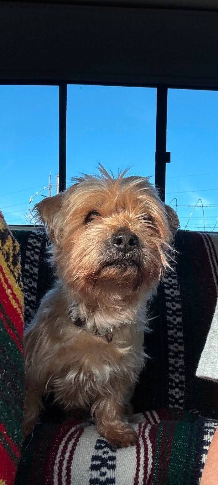 YORKSHIRE TERRIER