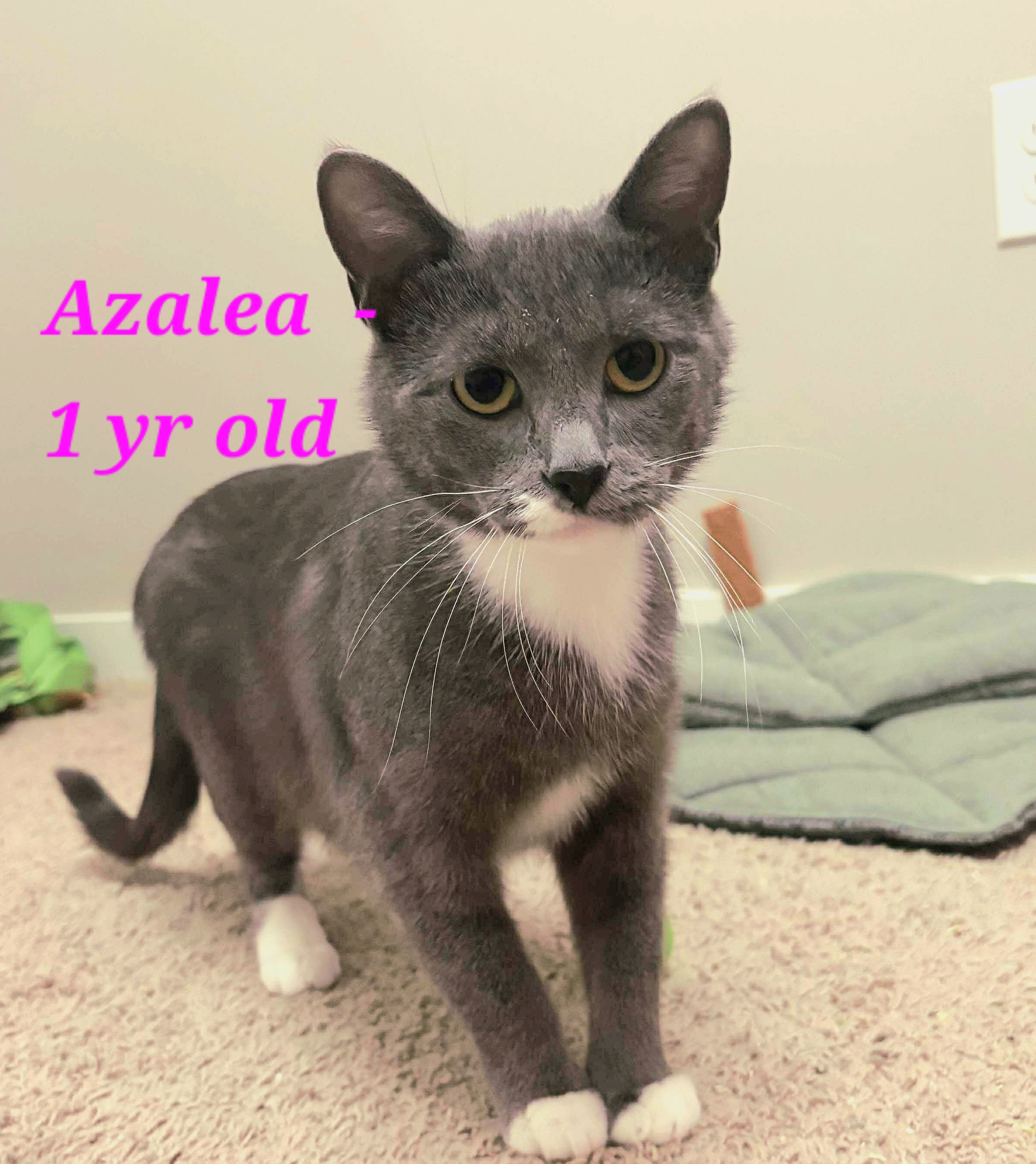 Azalea 