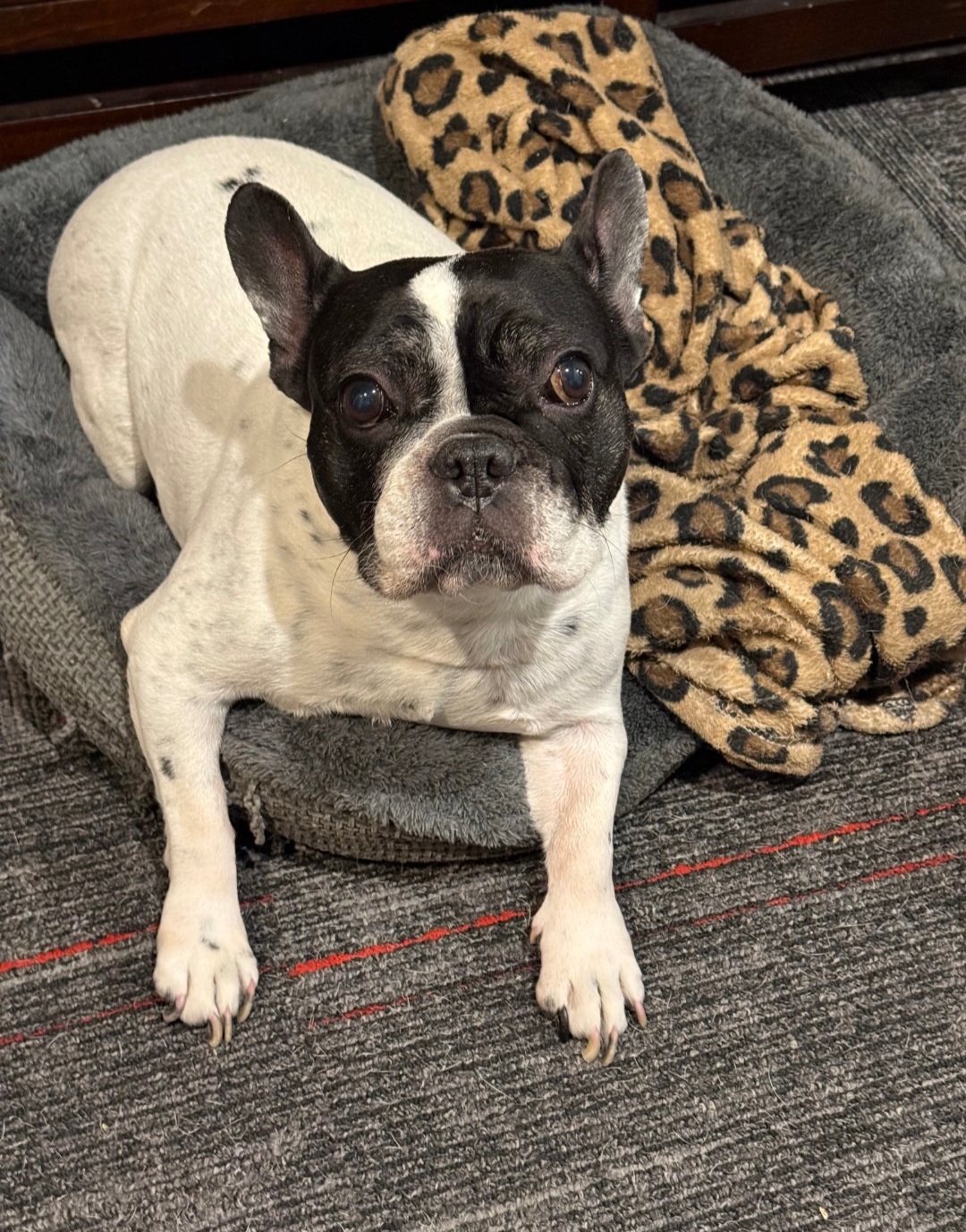 FRENCH BULLDOG