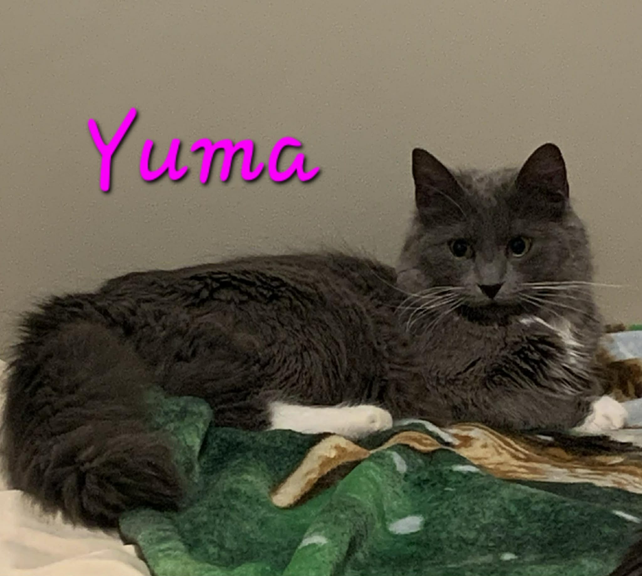 Yuma