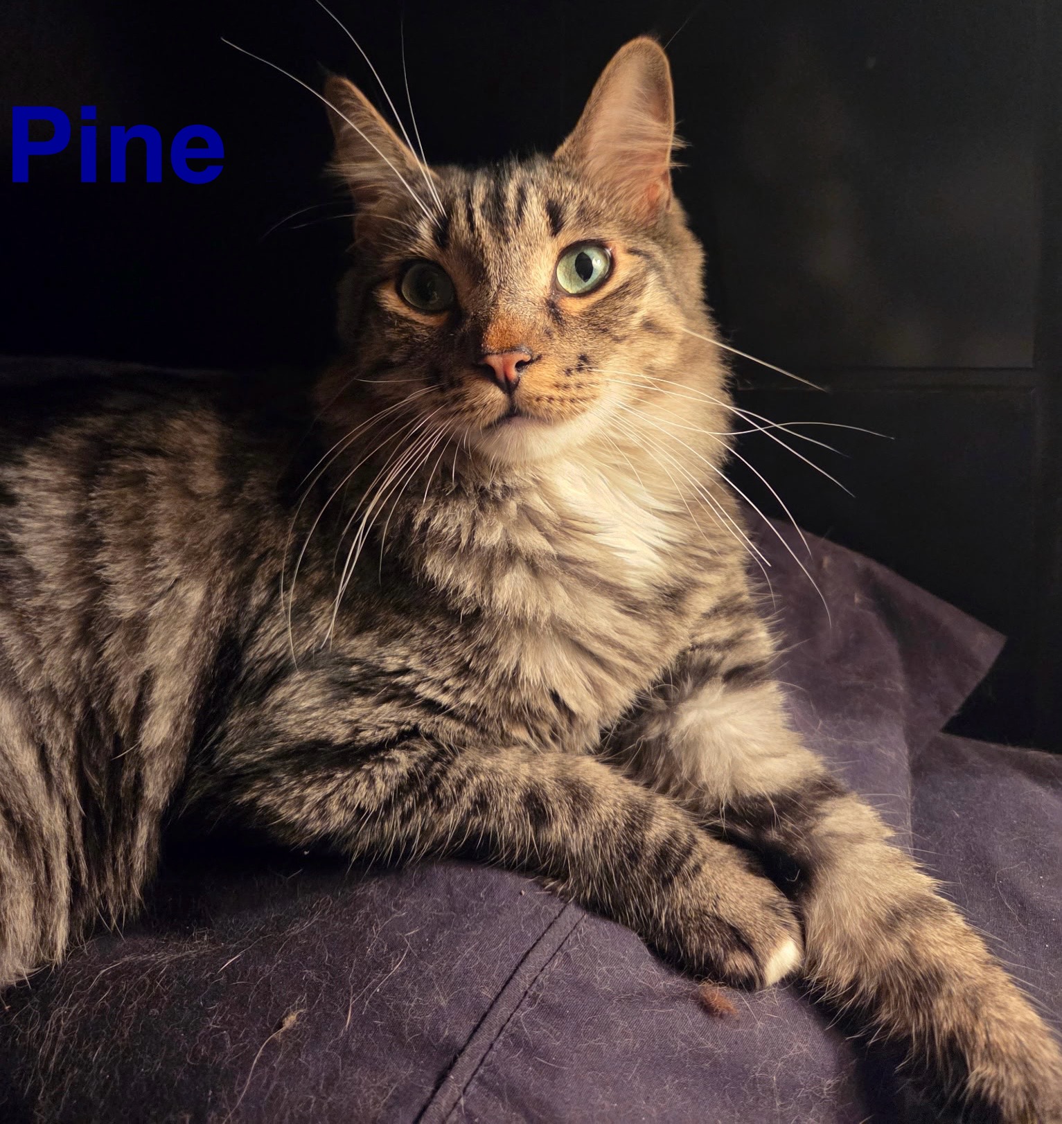 Pine