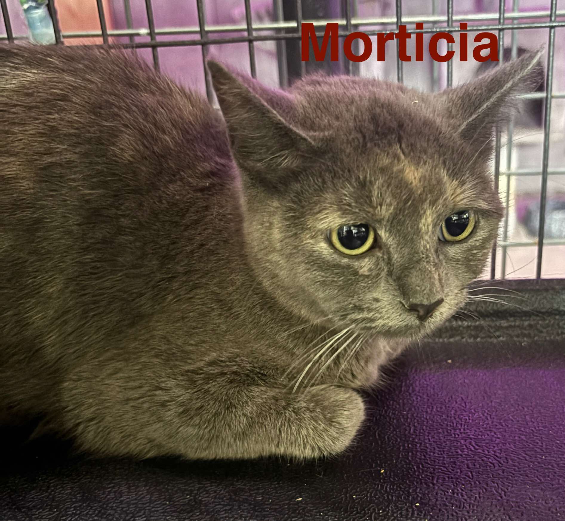 Morticia (mom)