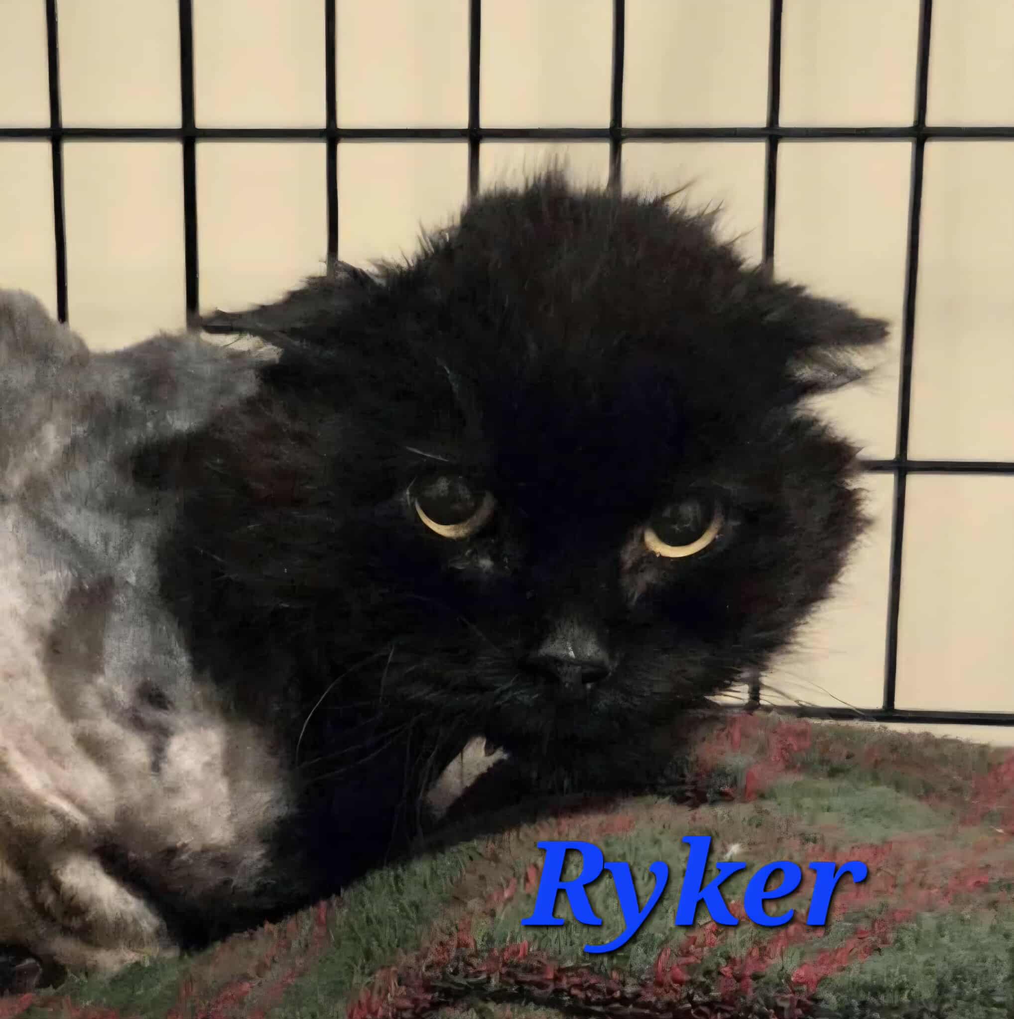 Ryker