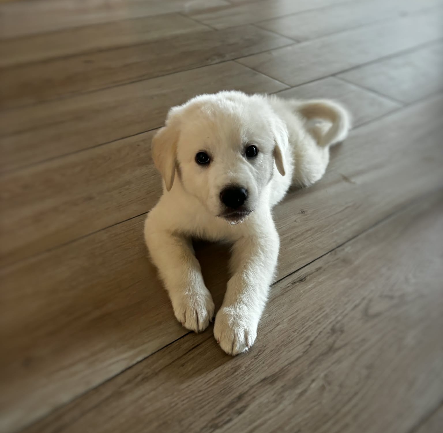 Franklin