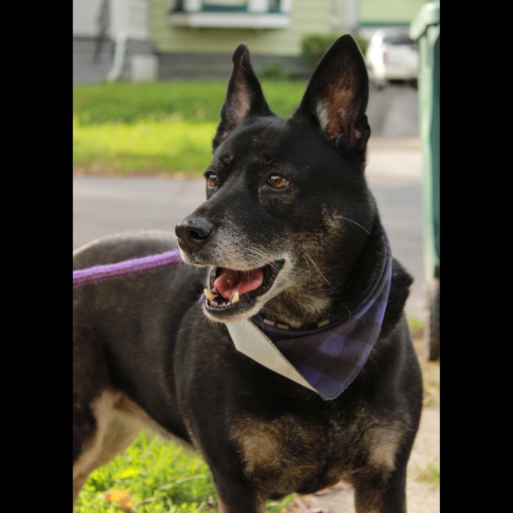 Waffles: Adopt or Forever Foster