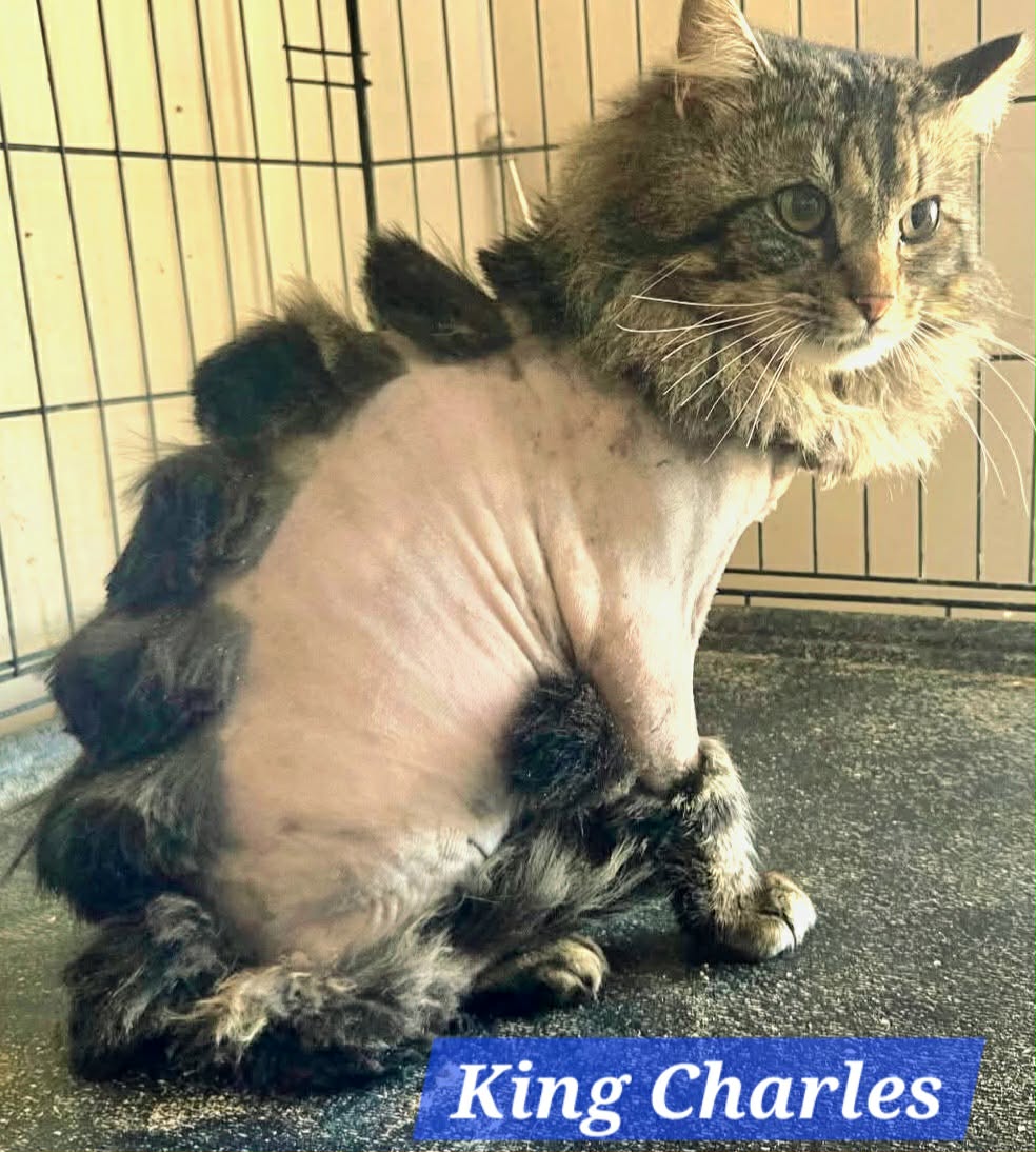 King Charles