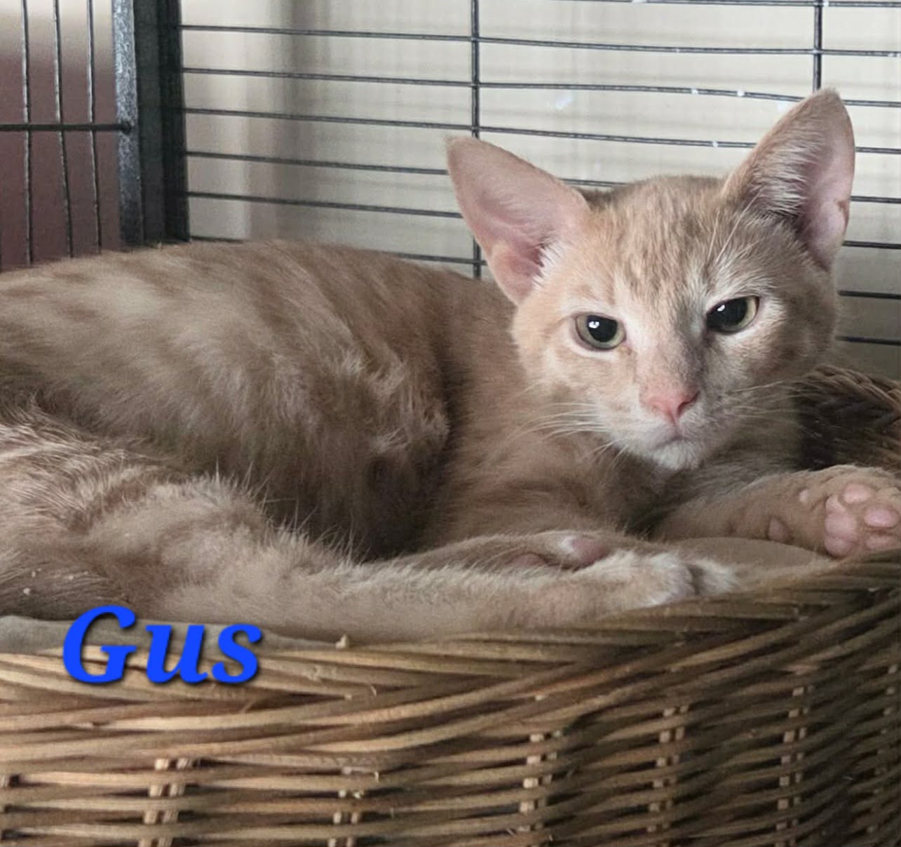 Gus