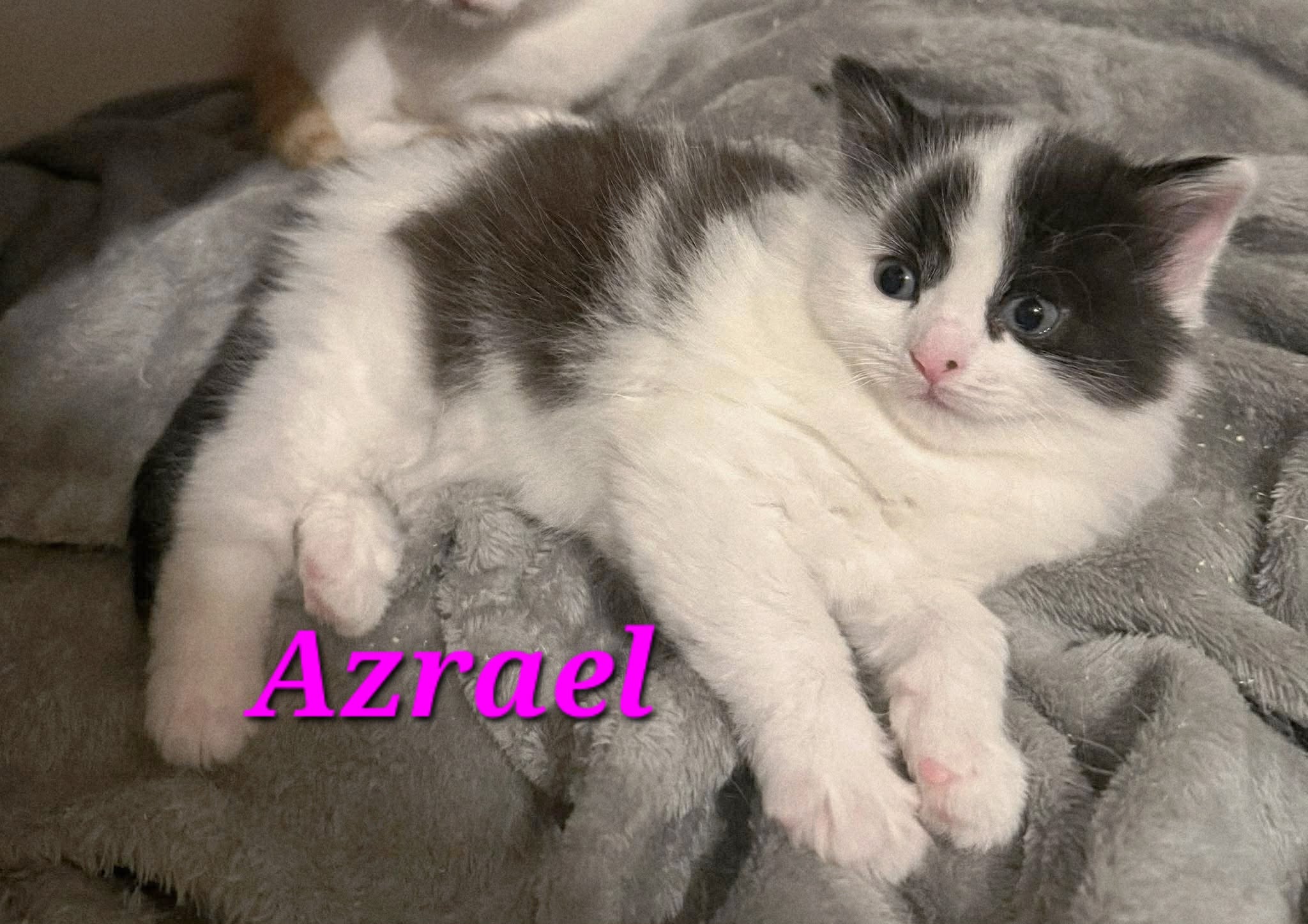 Azrael - (mom Seraphina)