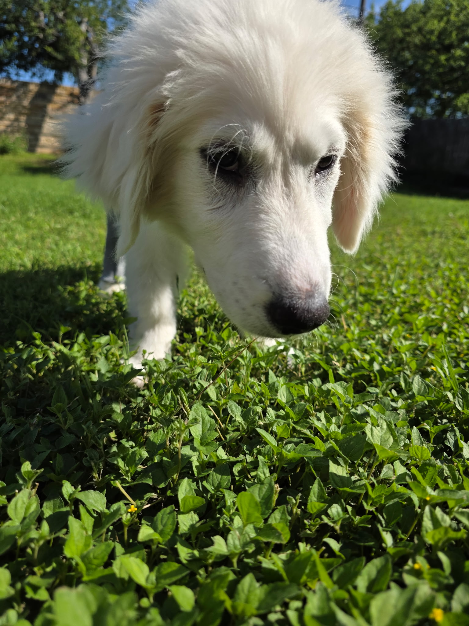 Claudius
