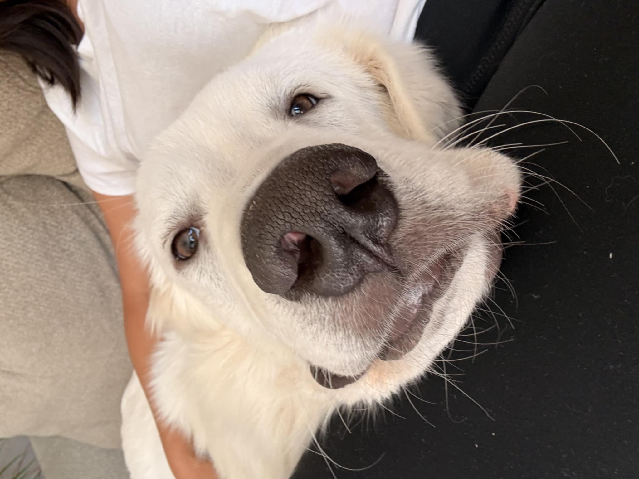 Otis
