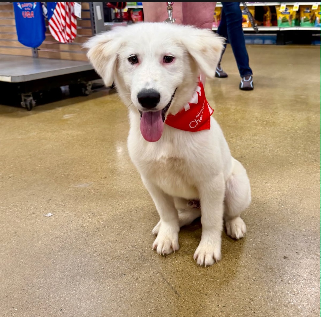 GREAT PYRENEES