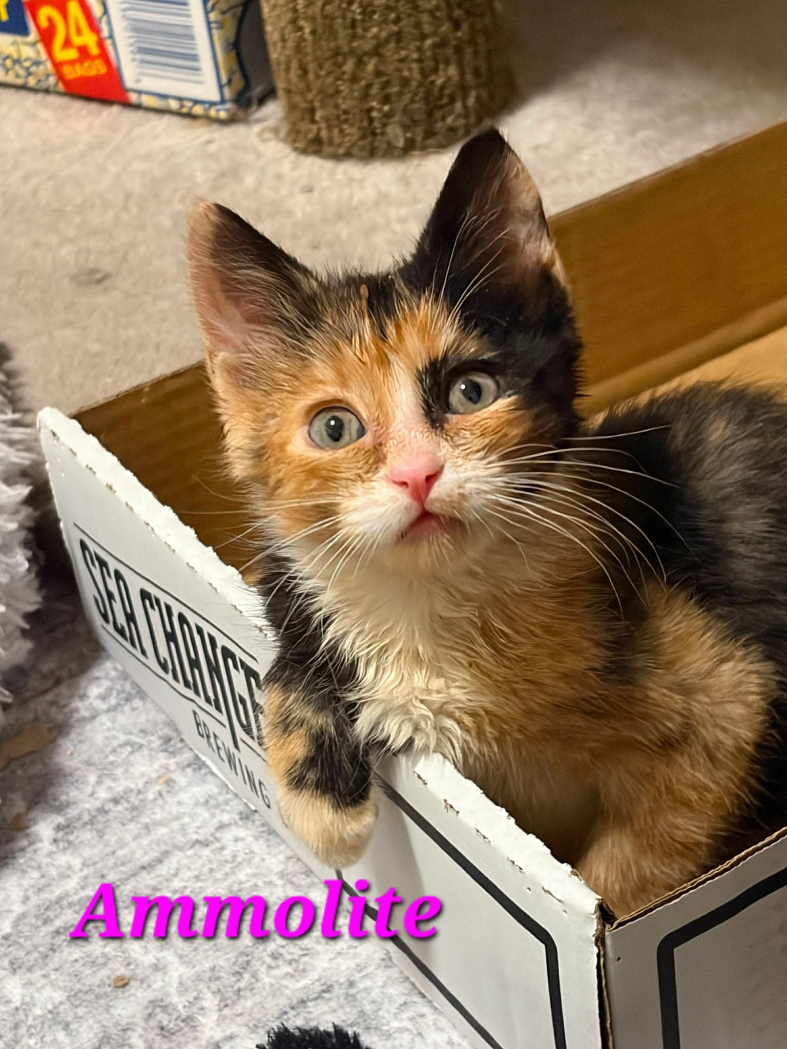 Ammolite - (Mom Amber)