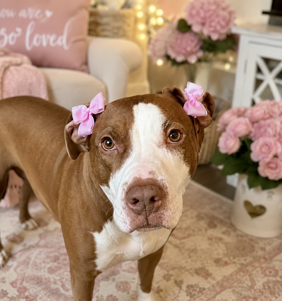 AMERICAN PIT BULL TERRIER