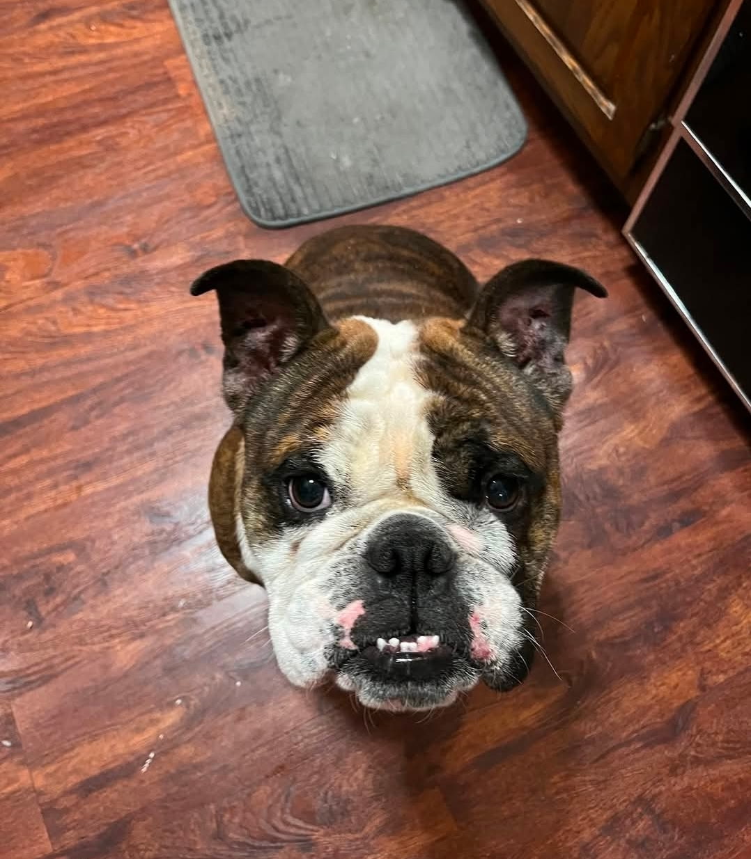 OLDE ENGLISH BULLDOGGE