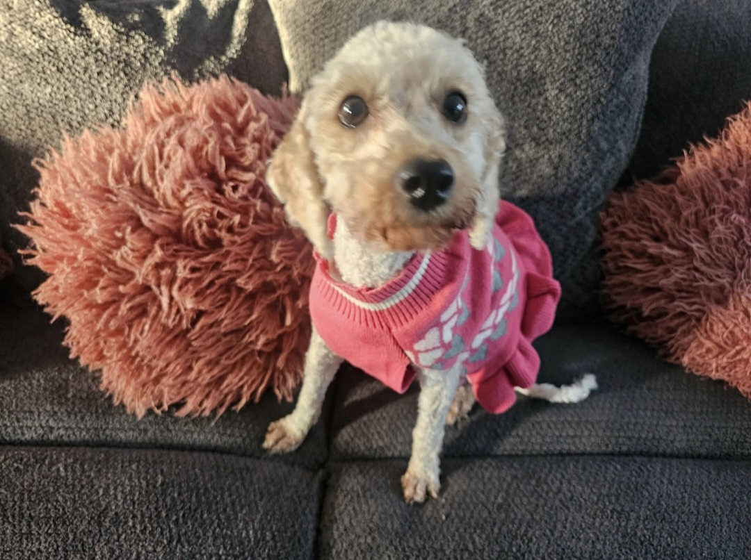 BICHPOO, MINIATURE POODLE, BICHON FRISE