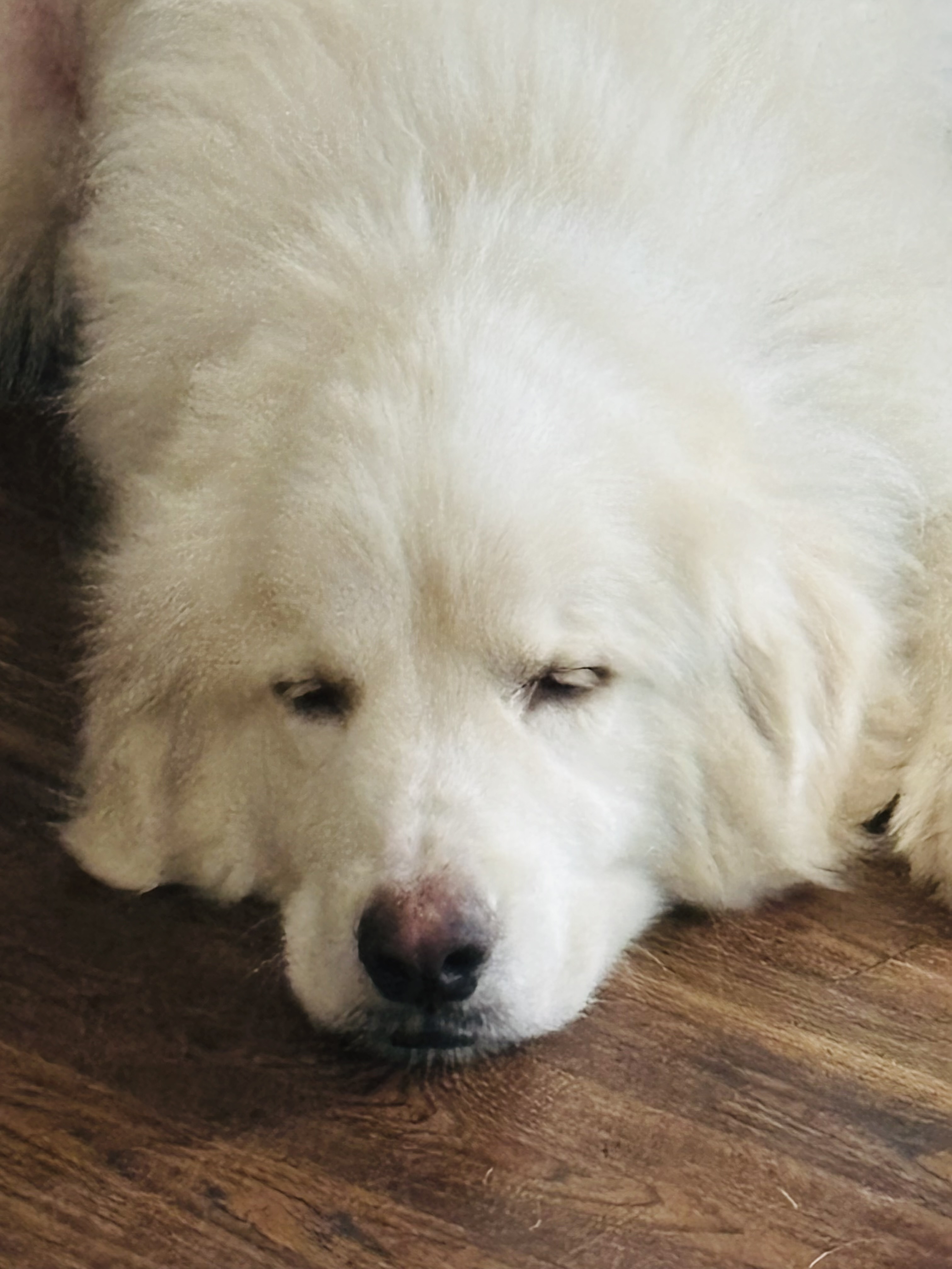 Jed