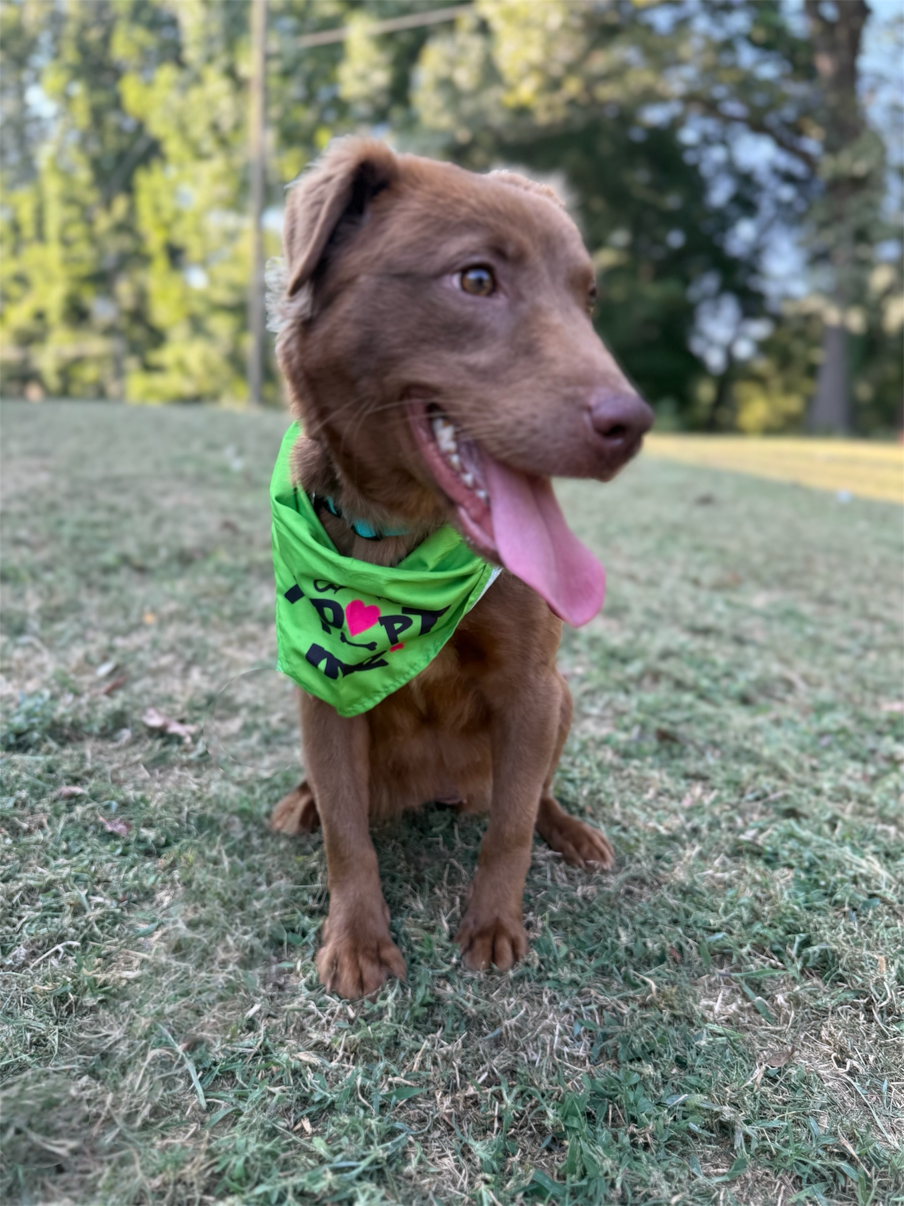 LABRADOR RETRIEVER