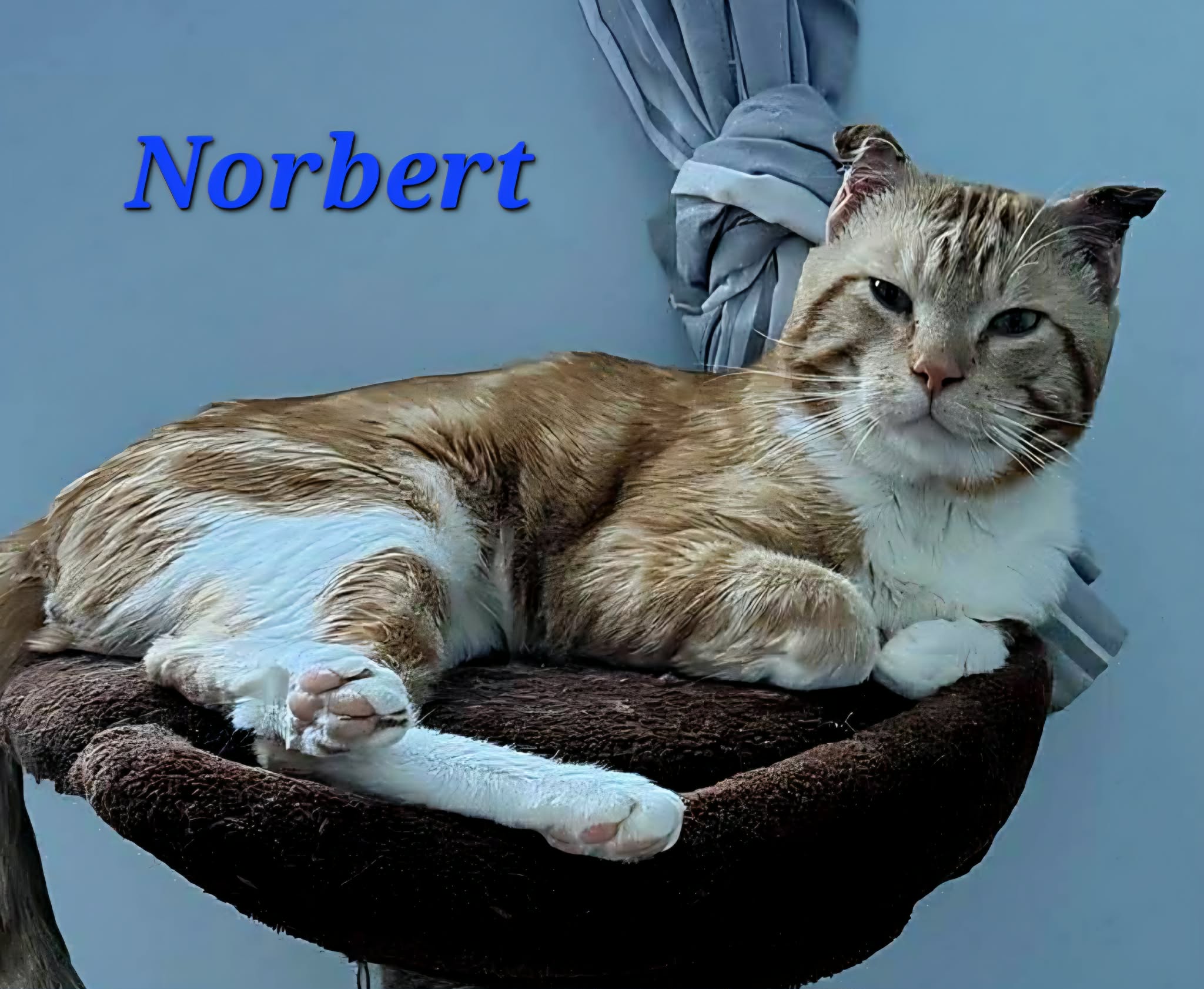 Norbert