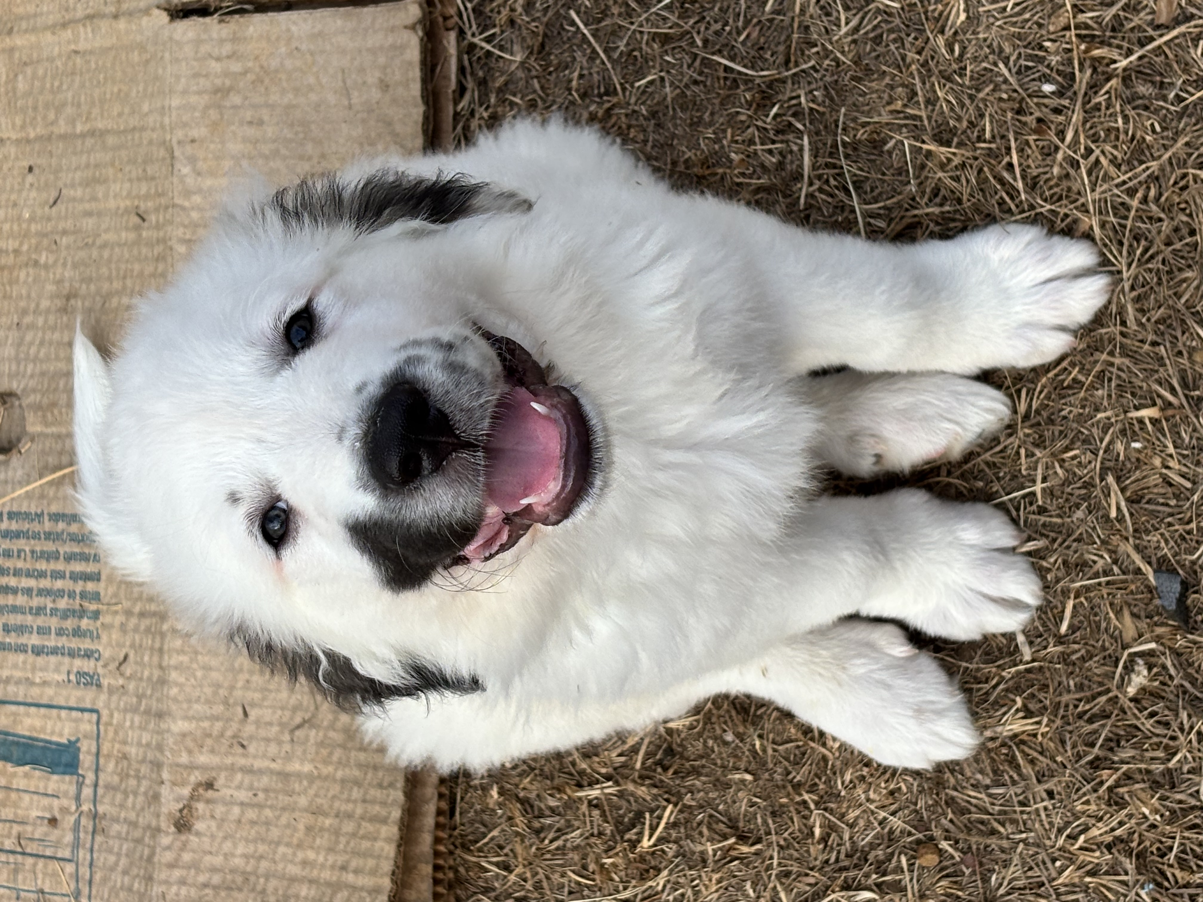 Smudge