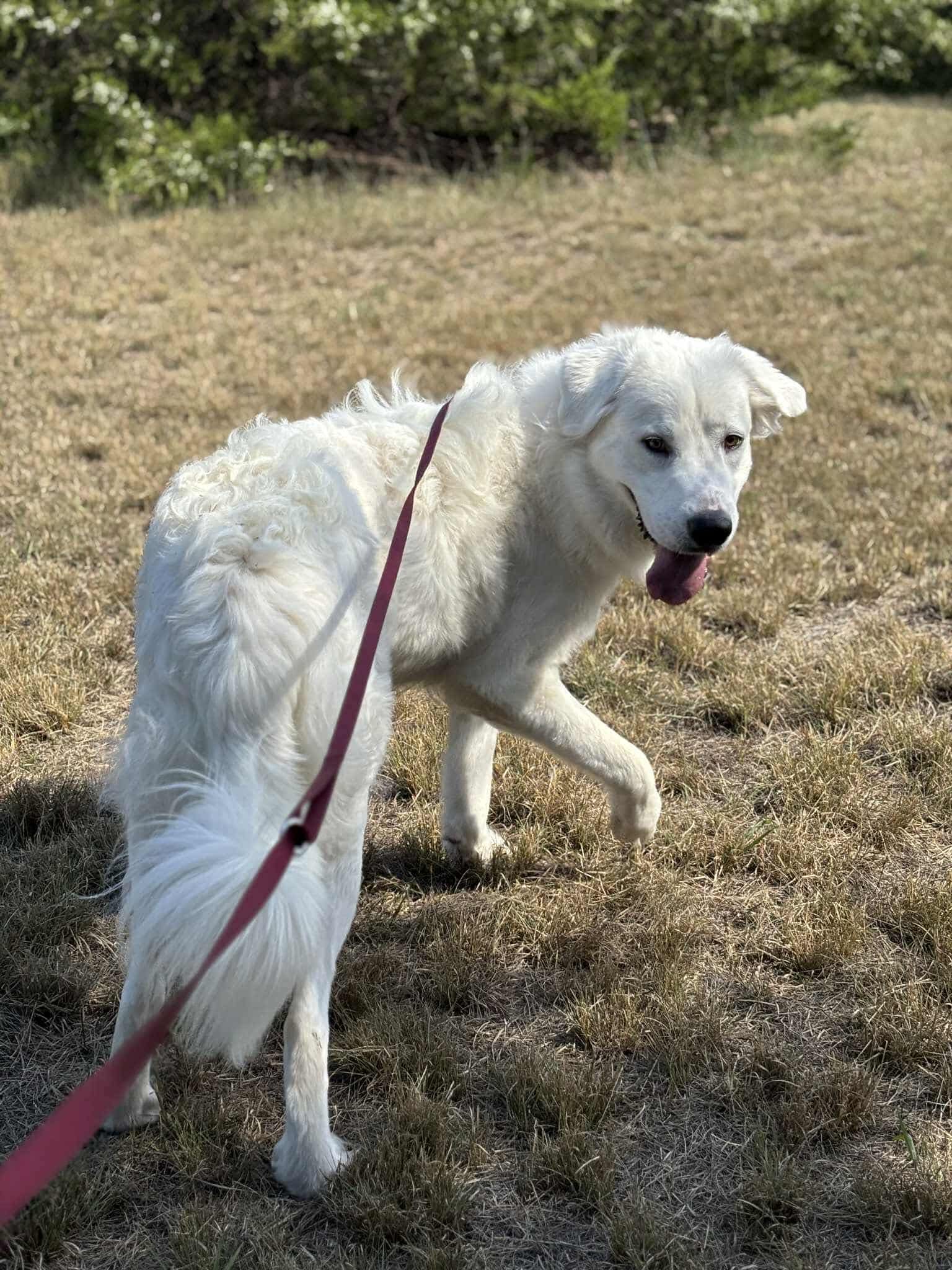 Adopt Novaro aka Ro - Male Great Pyrenees in Dallas Fort-Worth, TX ...