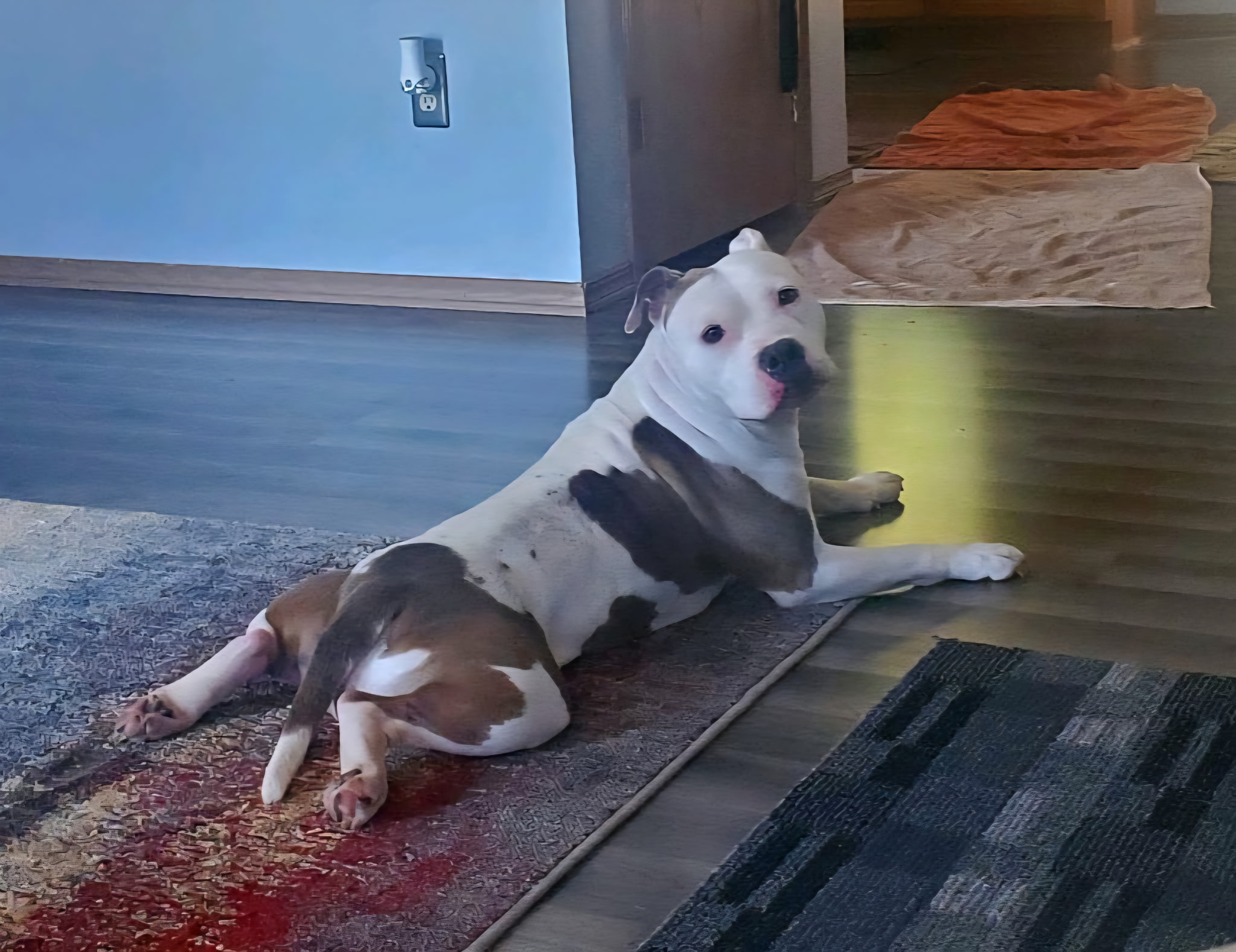 AMERICAN PIT BULL TERRIER