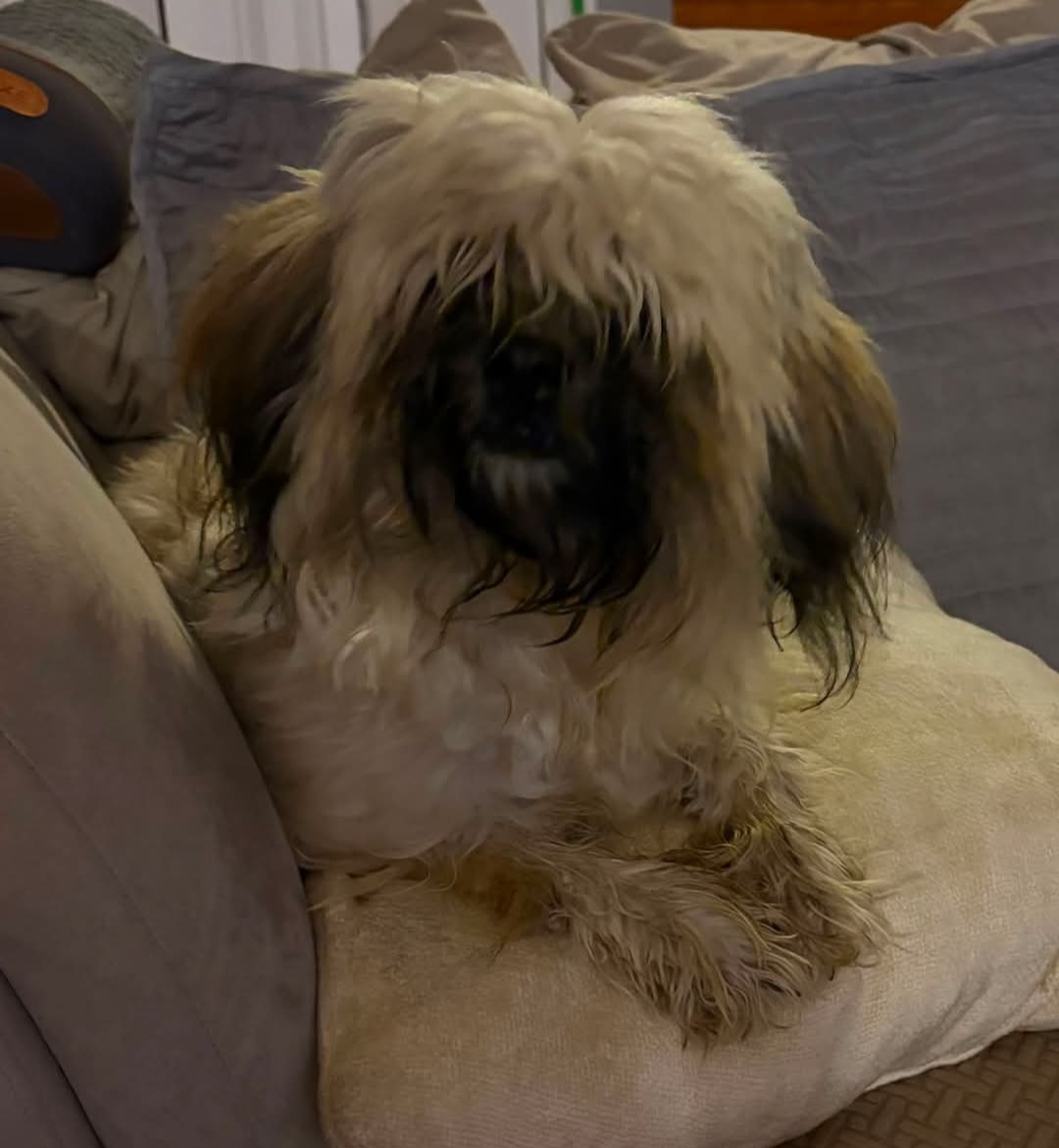 SHIH TZU