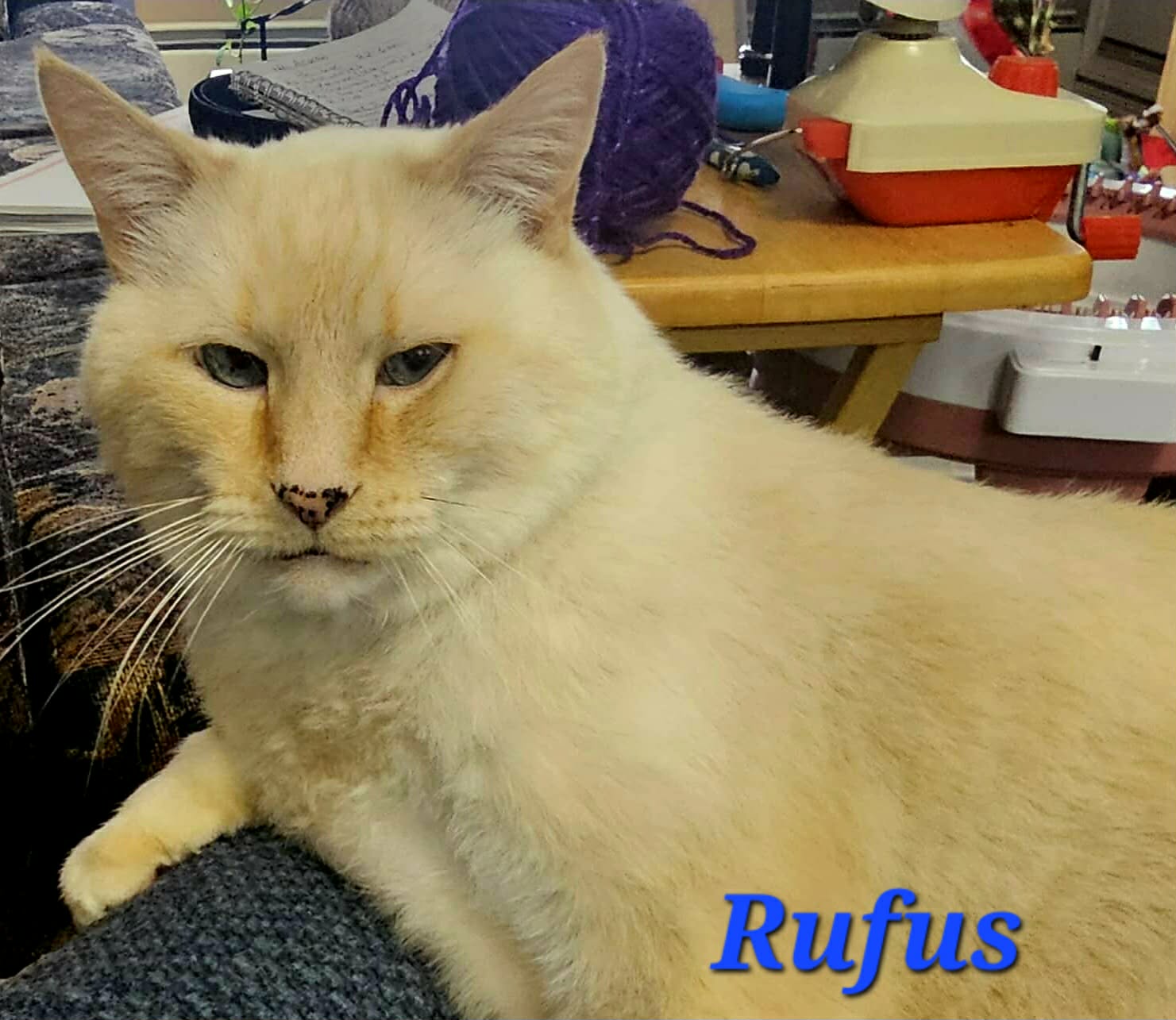 Rufus