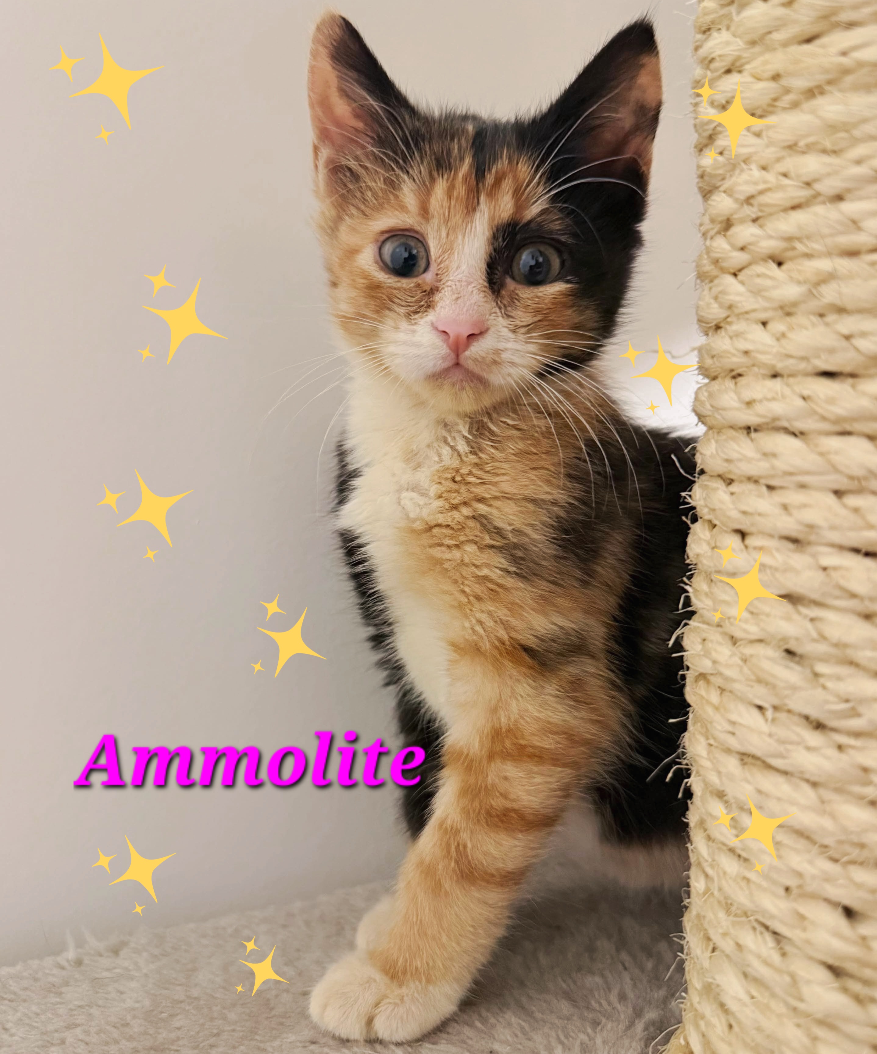 Ammolite