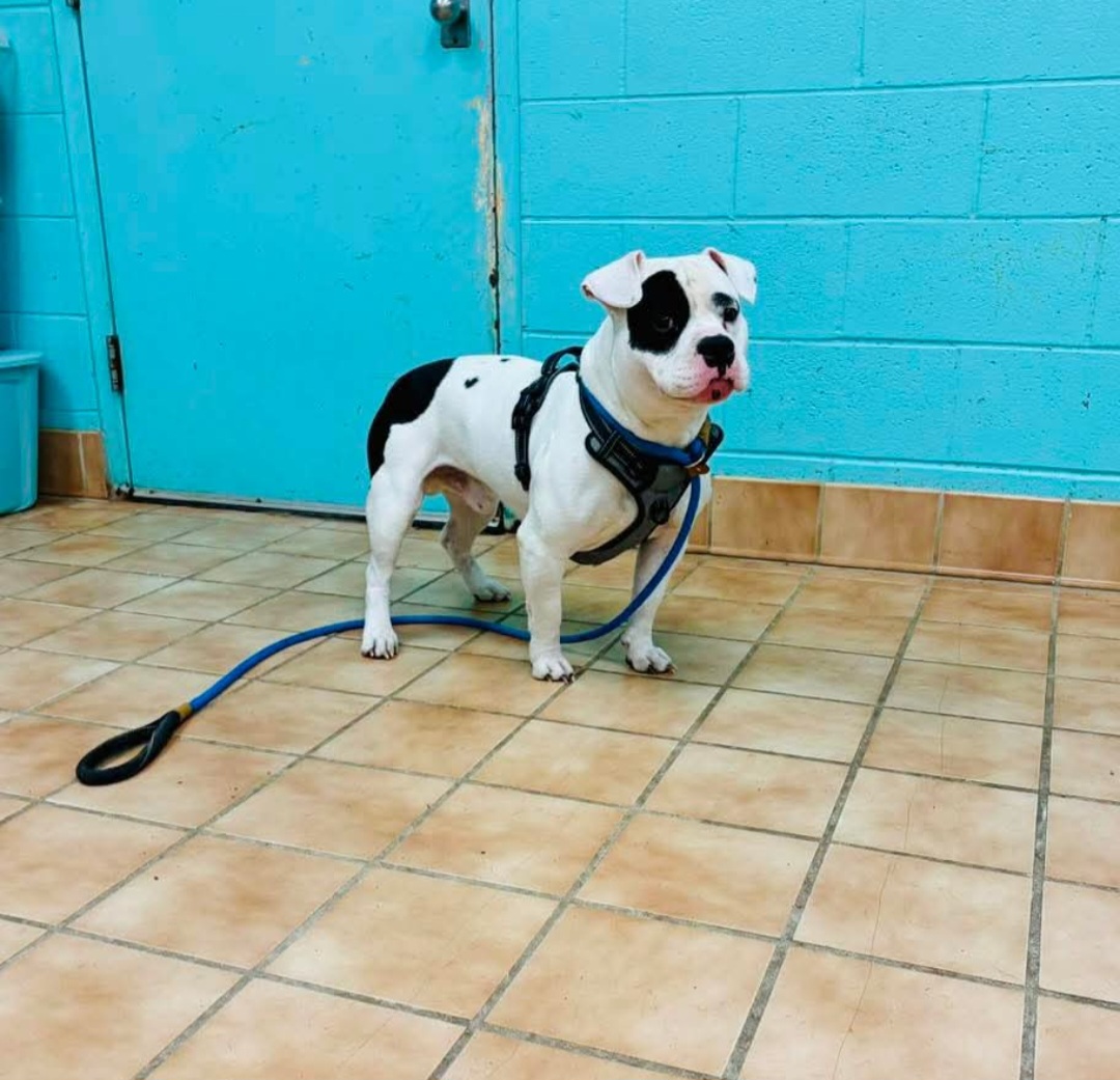 AMERICAN STAFFORDSHIRE TERRIER