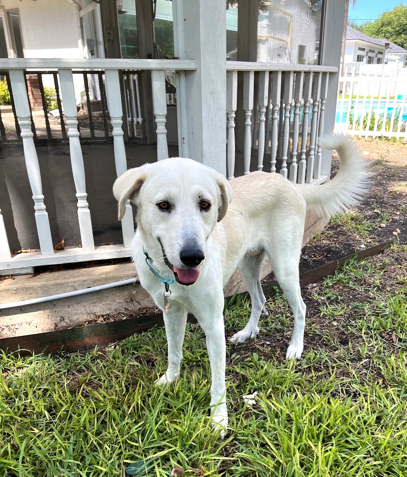 Adopt Jelly Roll, the Sweetest - Male Great Pyrenees in San Antonio, TX ...
