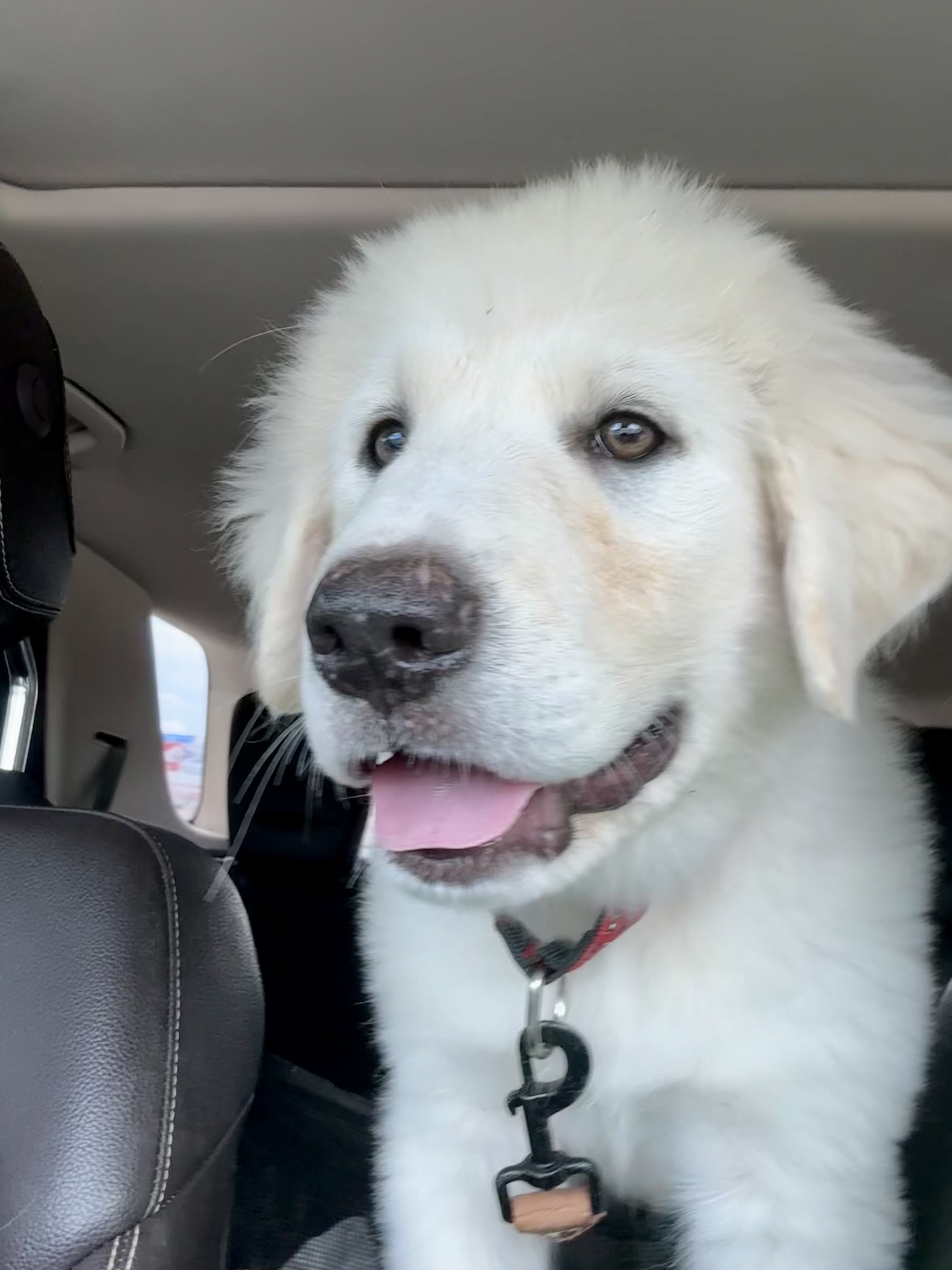 Adopt George - Male Great Pyrenees in Austin, TX | Texas Great Pyrenees ...