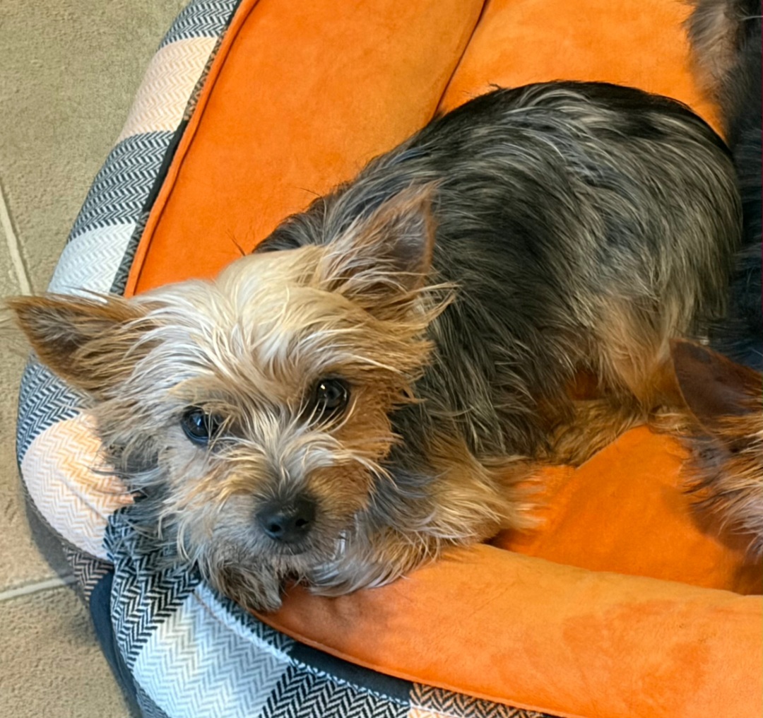 YORKSHIRE TERRIER