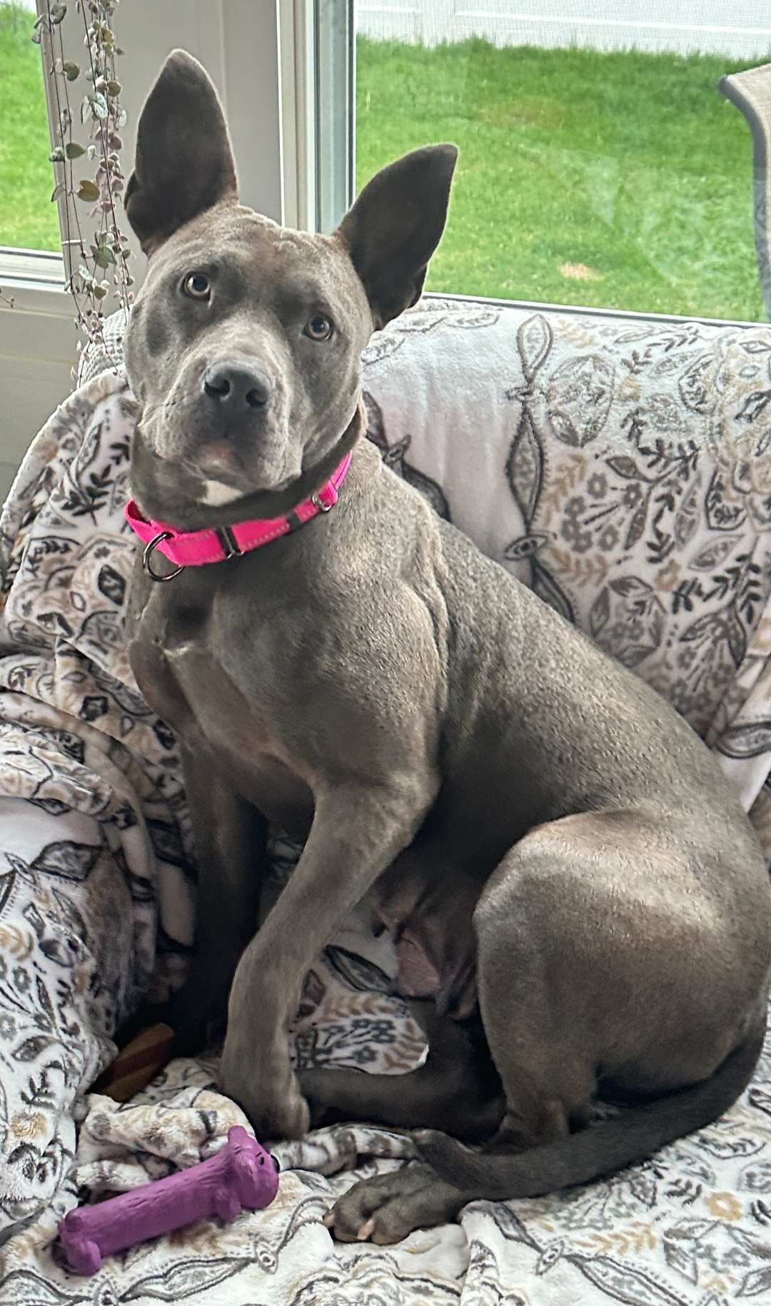 AMERICAN PIT BULL TERRIER