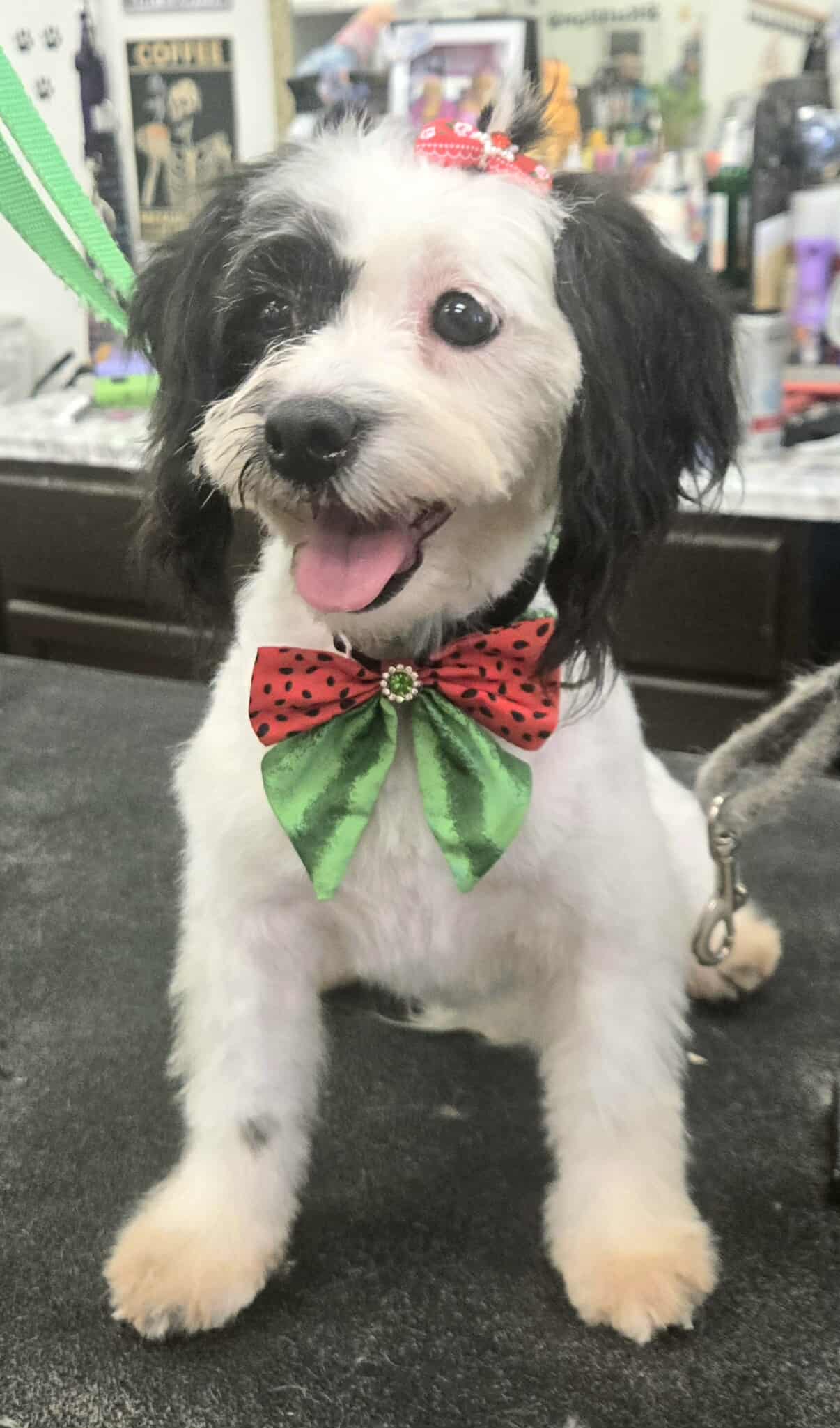 MALTESE, SHIH TZU