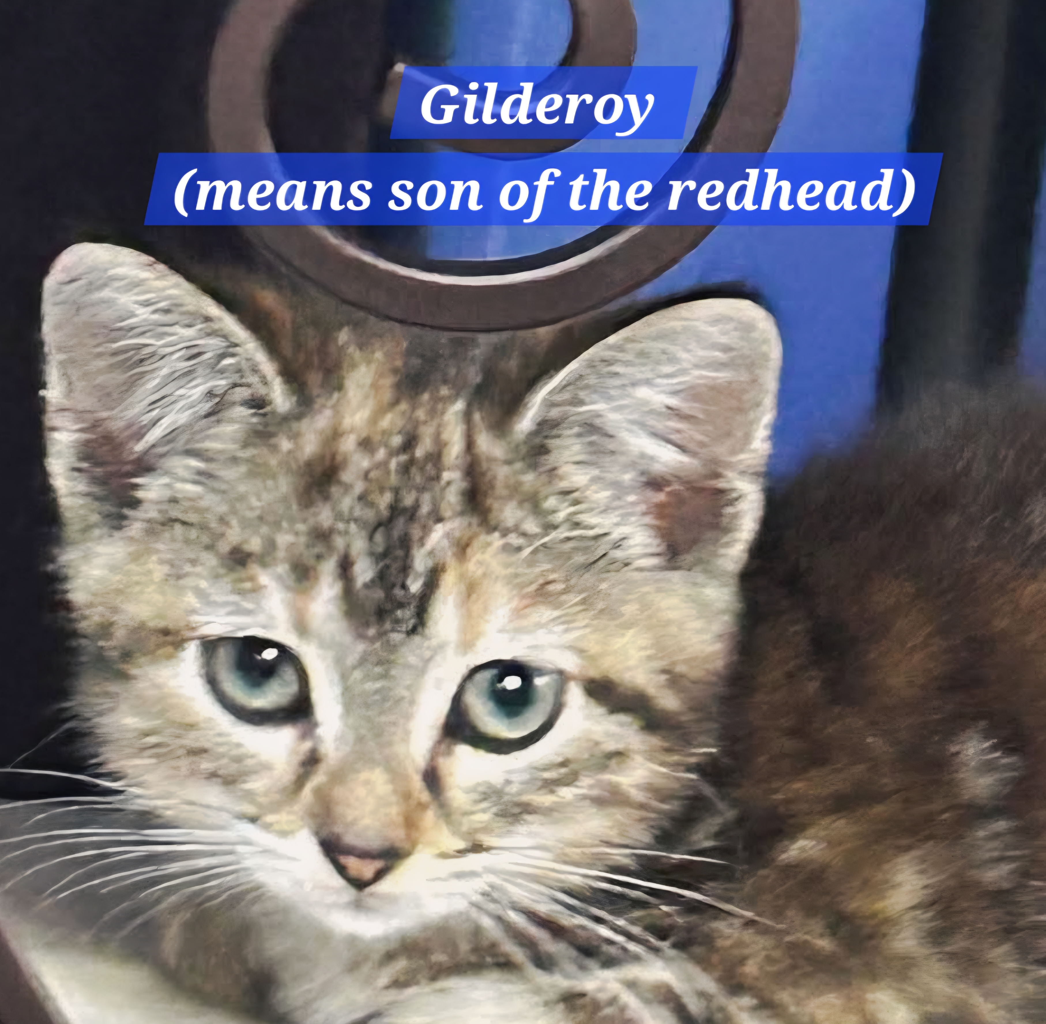 Gilderoy - (mom Tryphena)