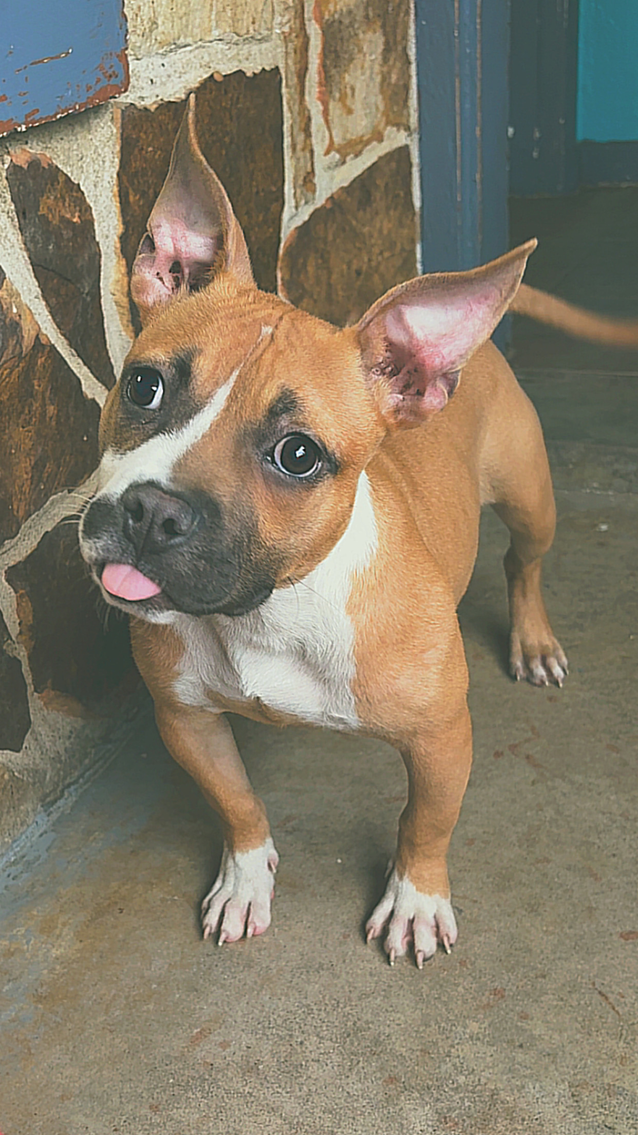 AMERICAN PIT BULL TERRIER, BOXER