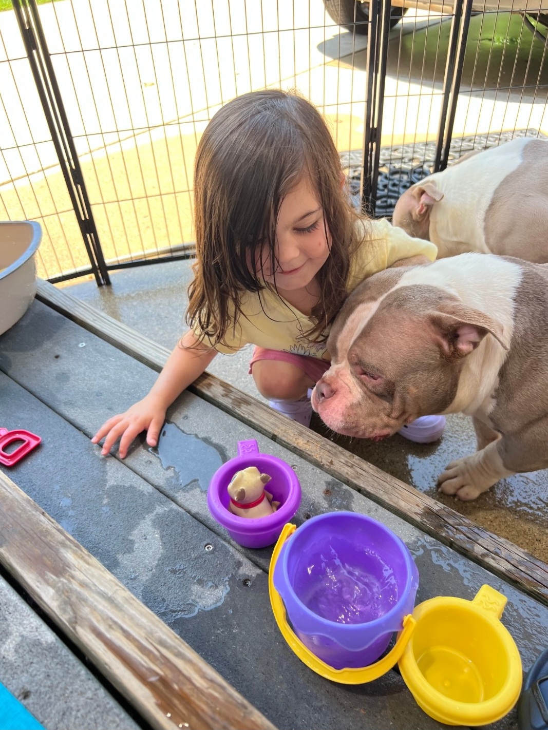AMERICAN STAFFORDSHIRE TERRIER