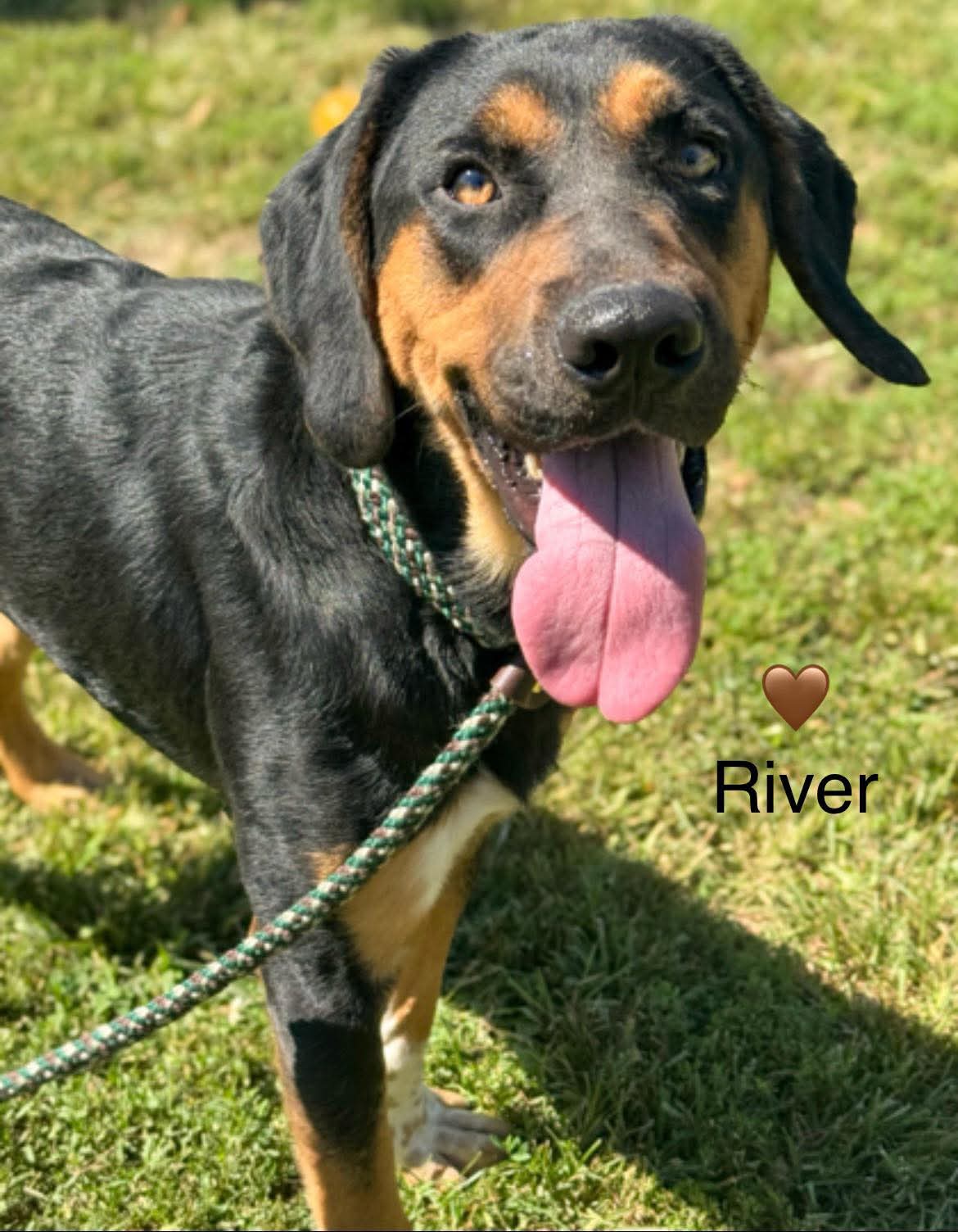 BLACK AND TAN COONHOUND