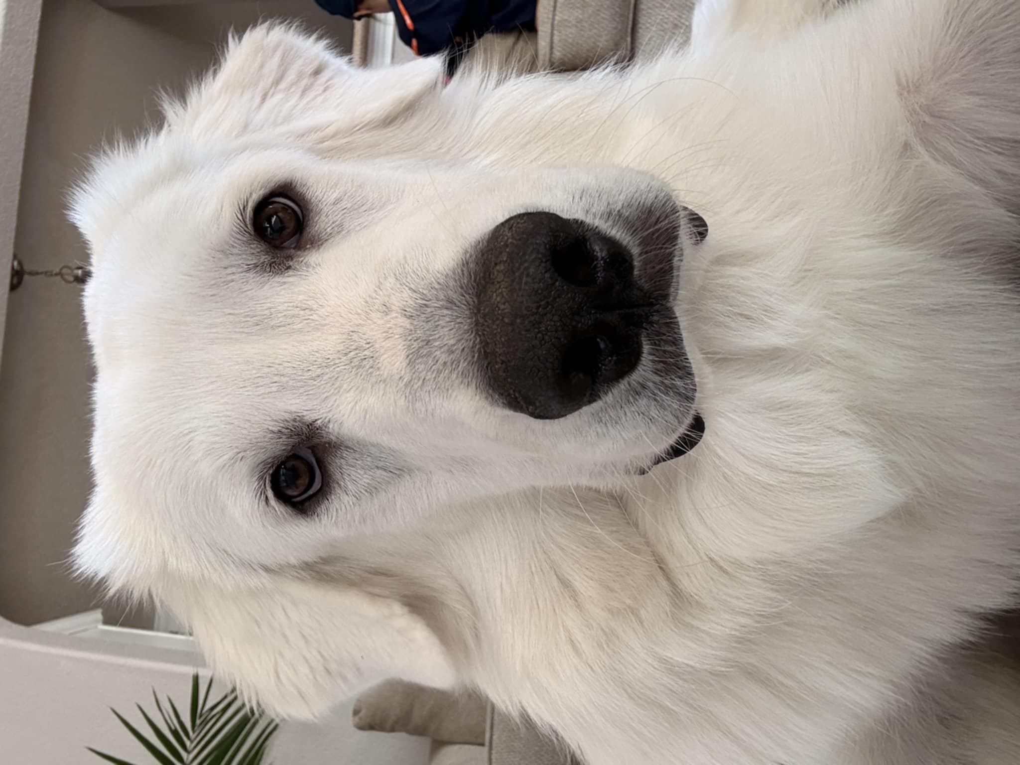 Otis