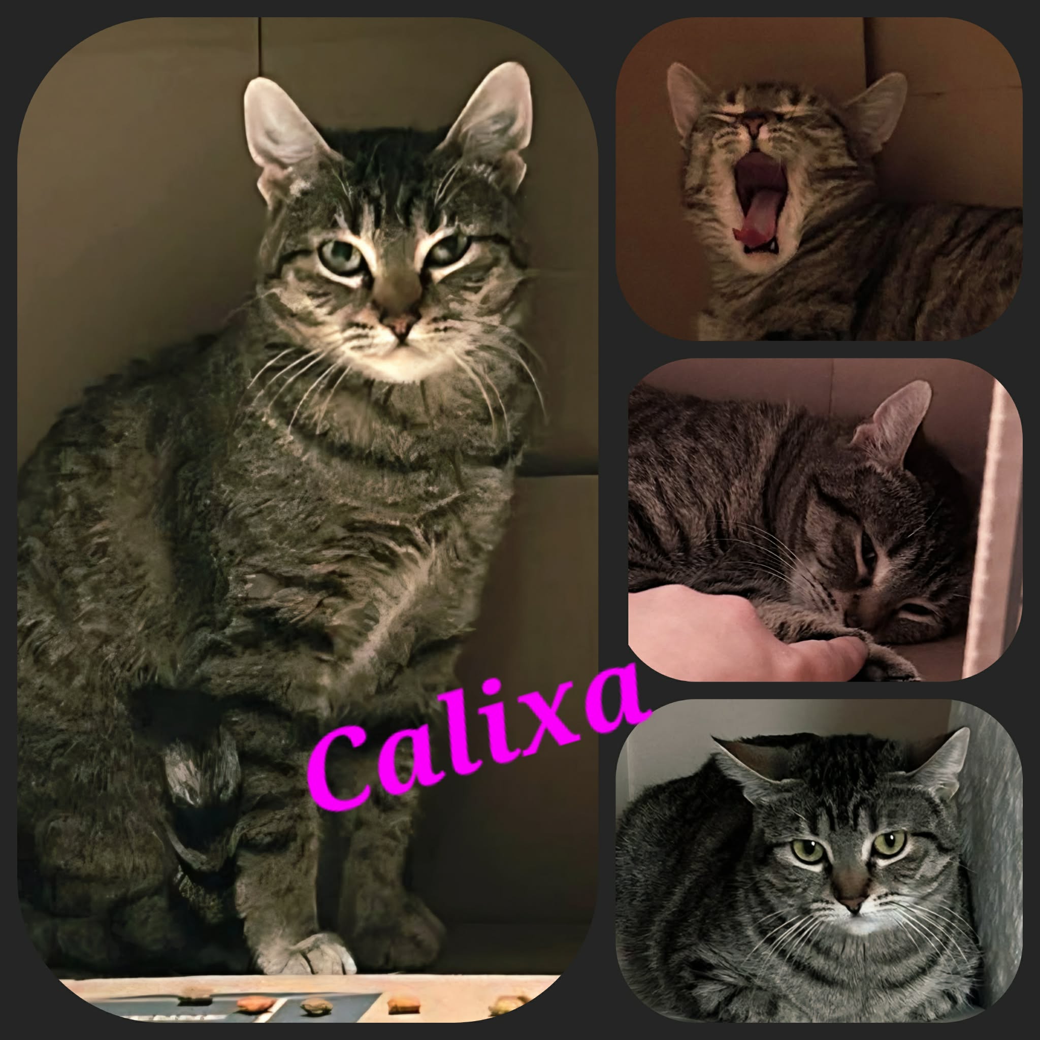 Calixa