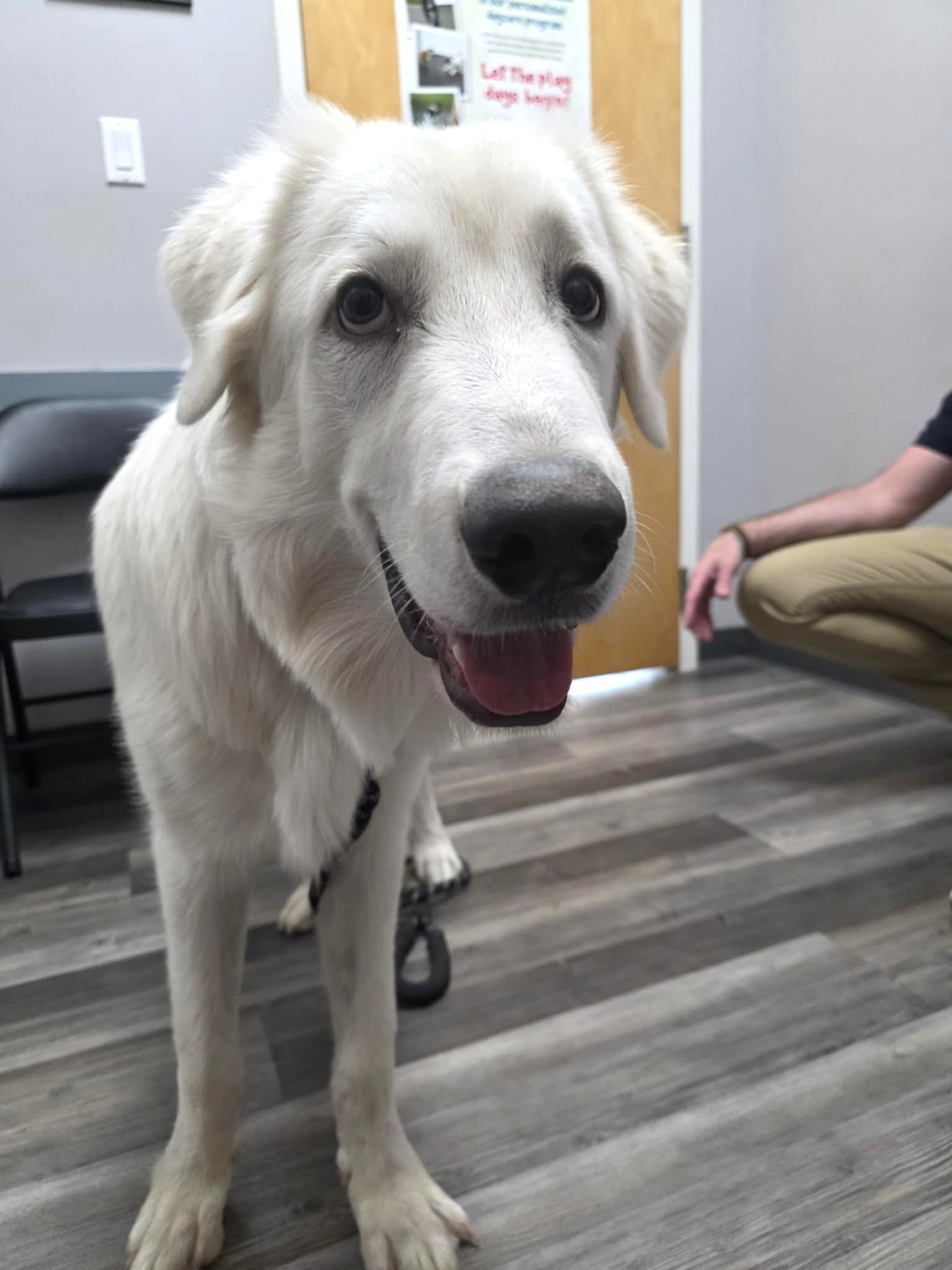 Otis