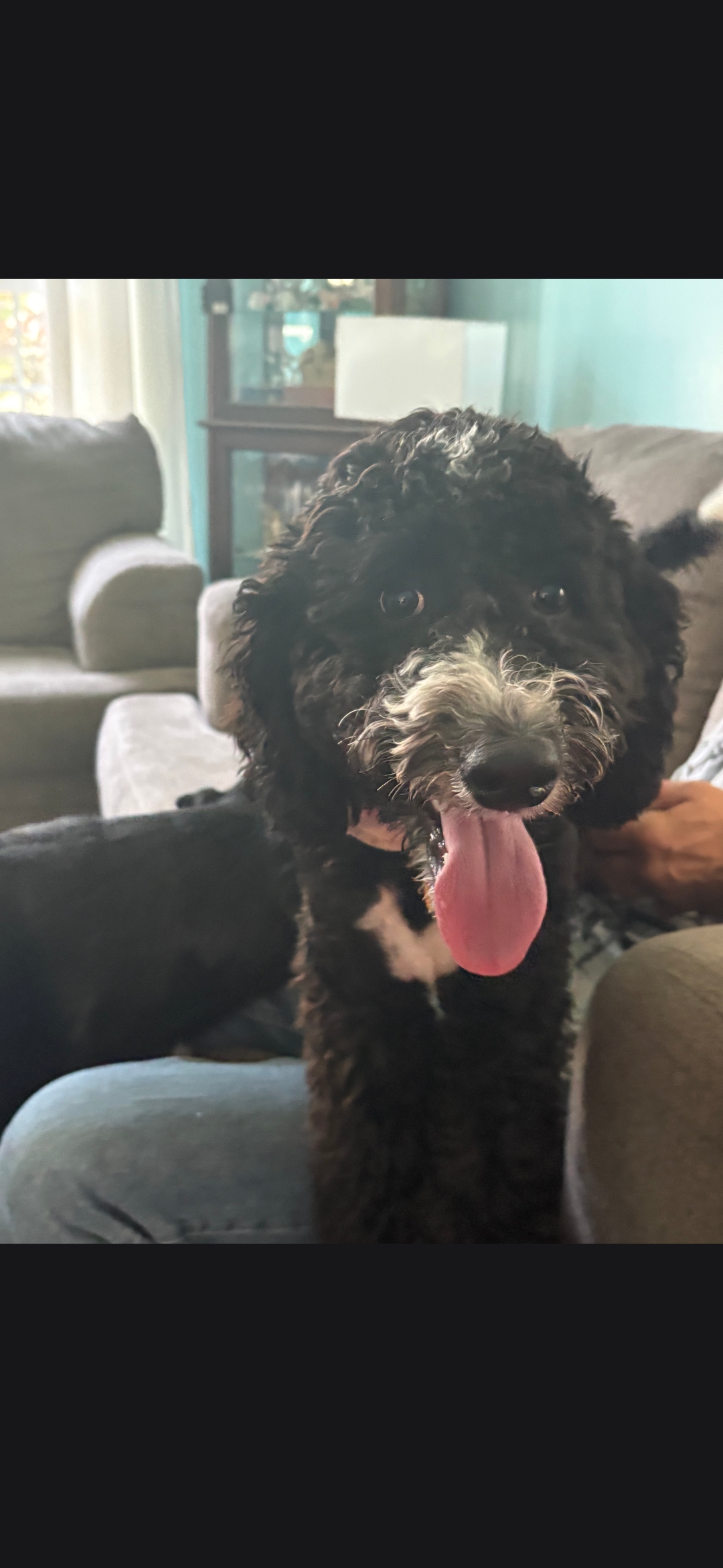 STANDARD POODLE, BERNESE MOUNTAIN DOG
