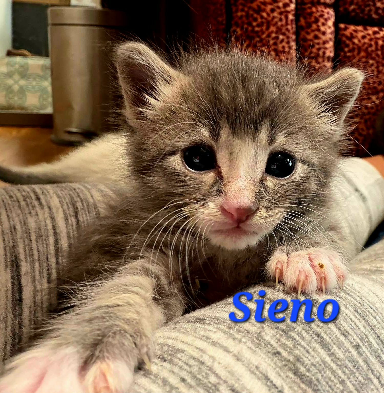 Sieno