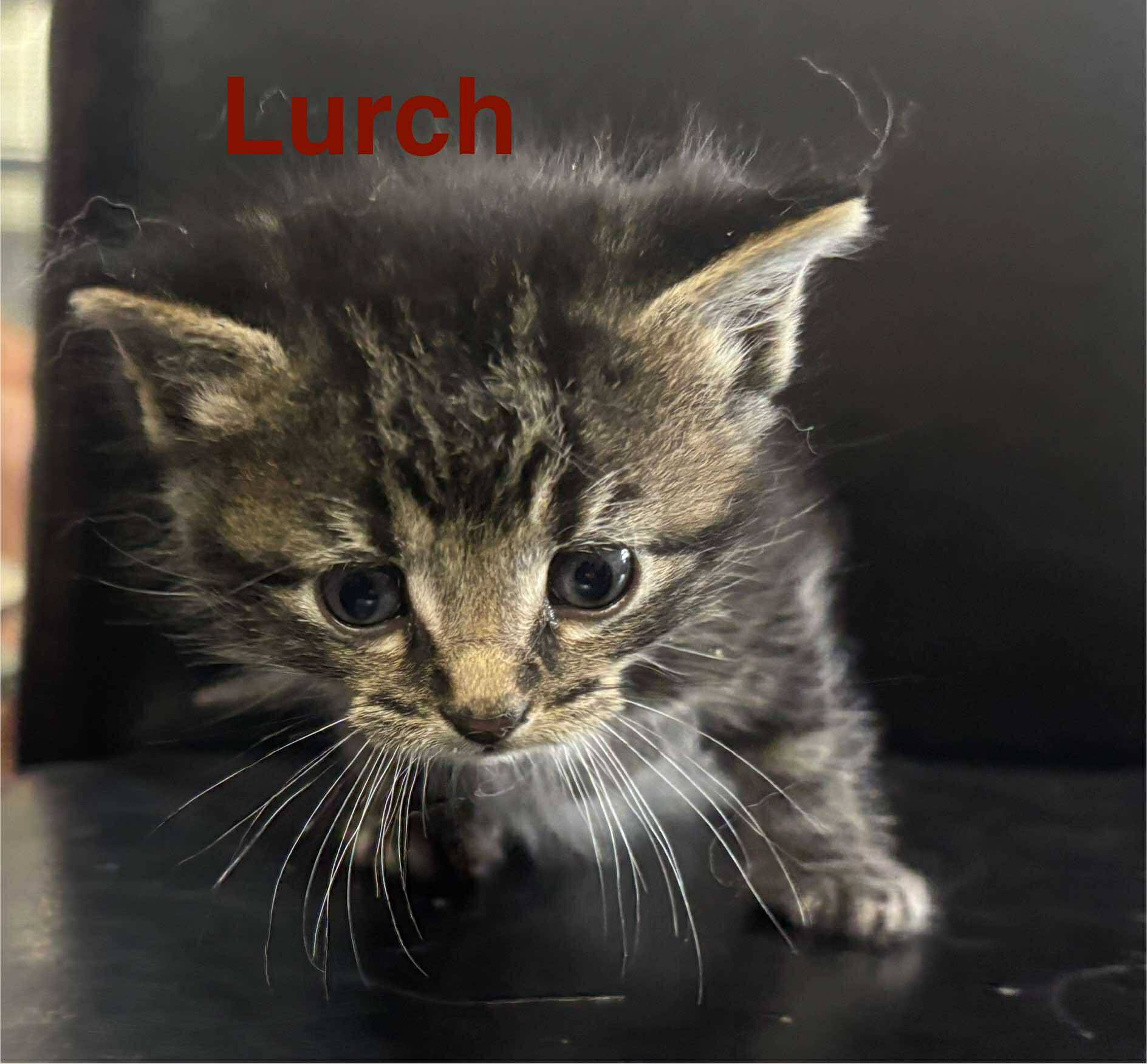  Lurch - Morticia (mom)