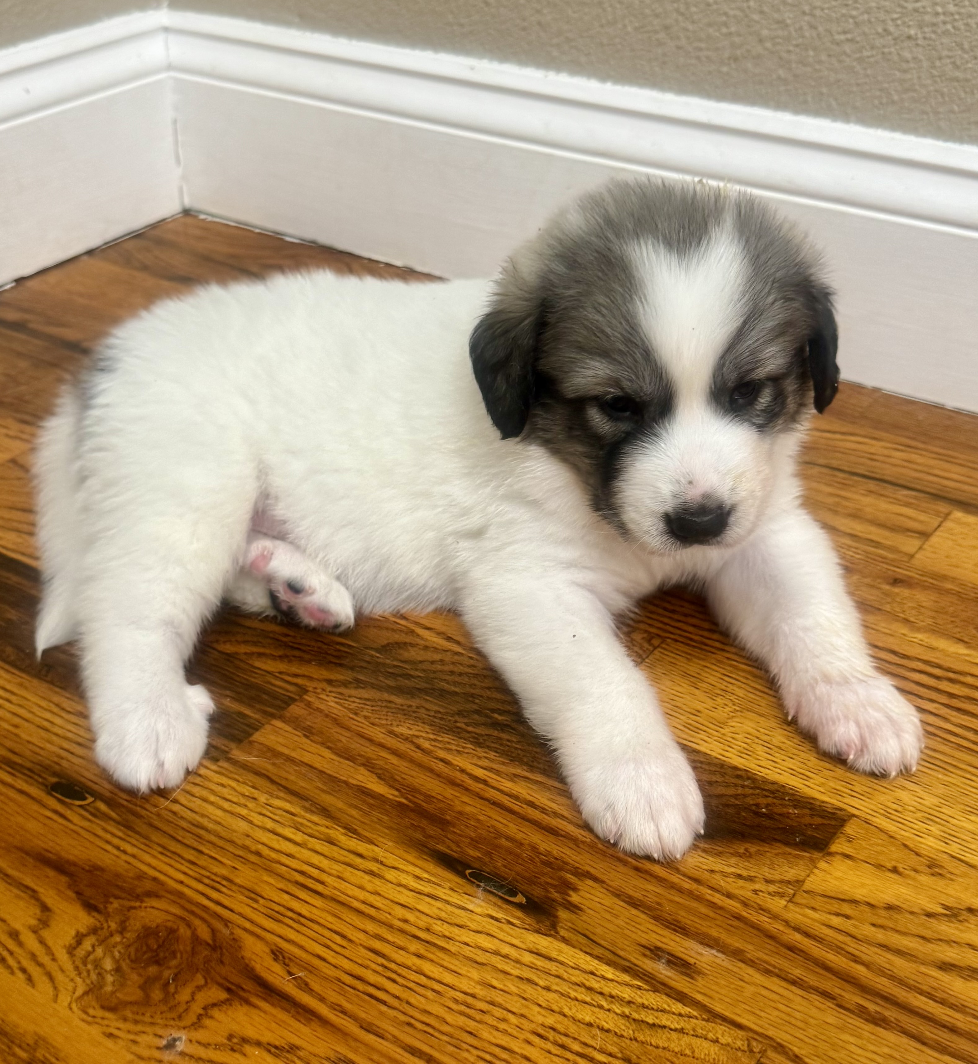 Adopt Lydia NA Lucy - Female Great Pyrenees in Austin, TX | Texas Great ...