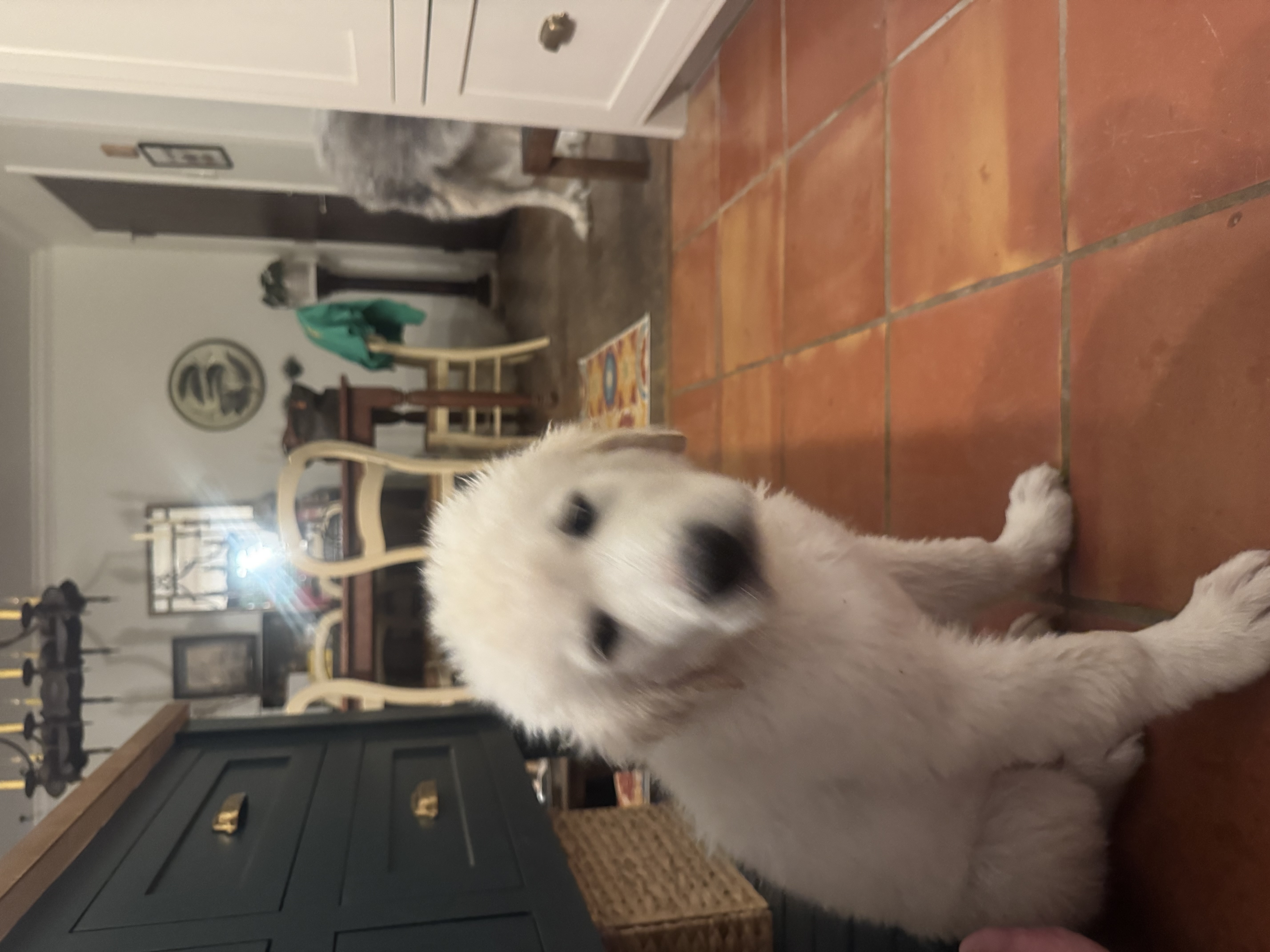 Adopt George - Male Great Pyrenees in Austin, TX | Texas Great Pyrenees ...