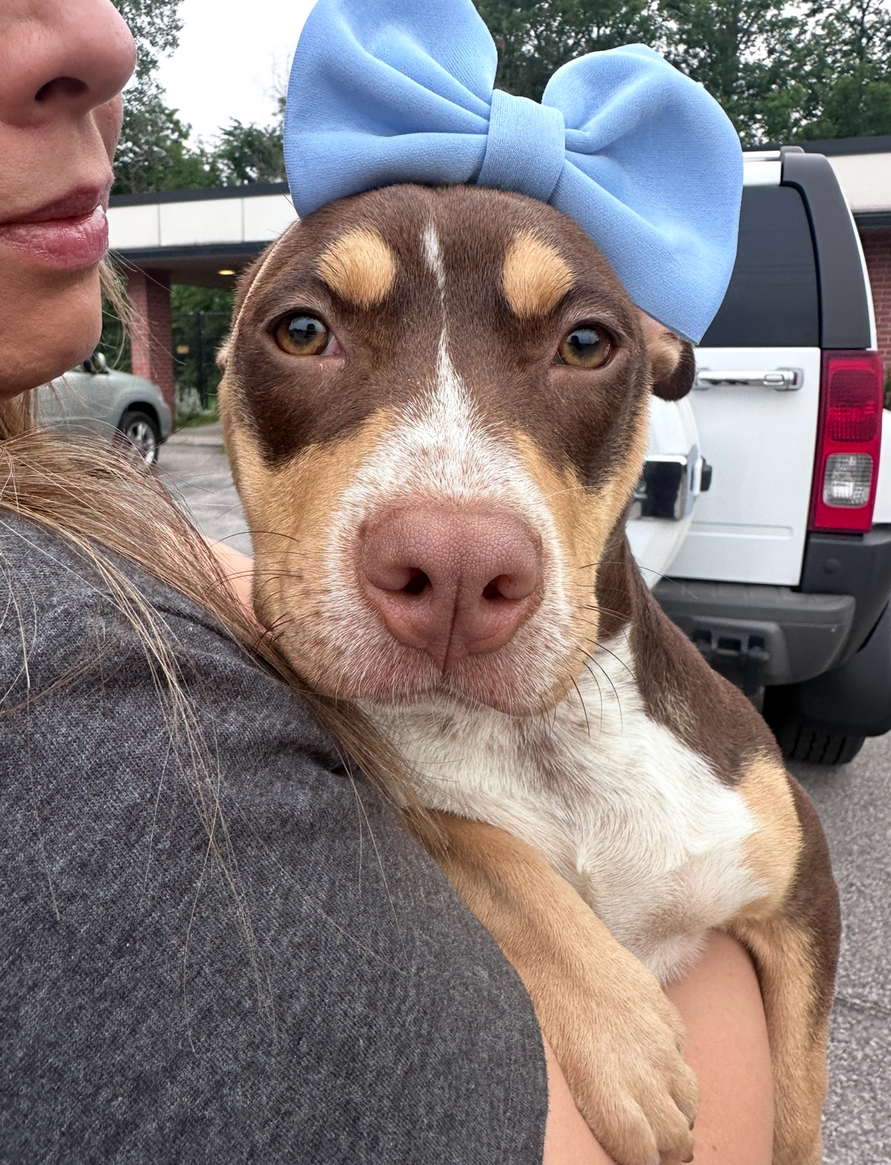 AMERICAN STAFFORDSHIRE TERRIER