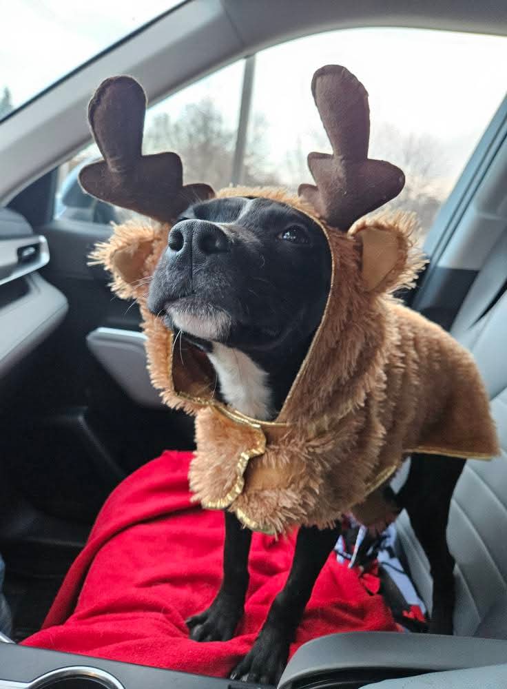LABRADOR RETRIEVER
